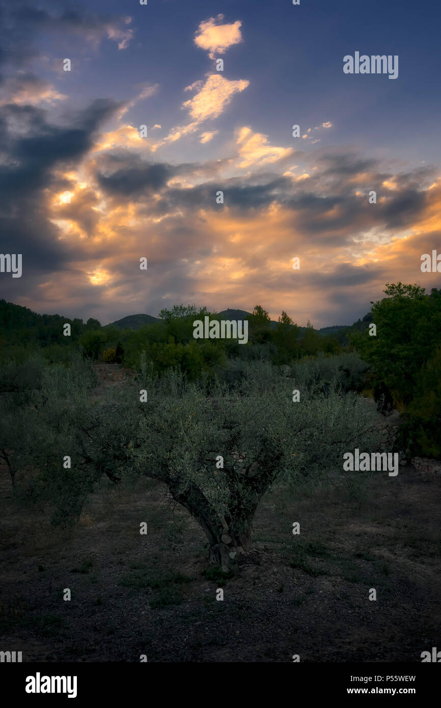 Olive trees in La Vall d'Almonacid (Castellon - Spain) Stock Photo