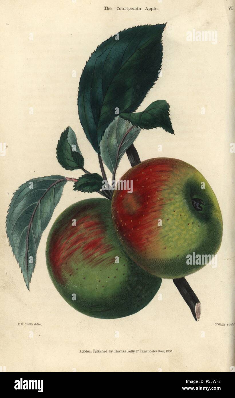 Fruit and leaves of the Courtpendu apple, Malus domestica. Hand-colored illustration by E.D. Smith engraved by Watts from Charles McIntosh's 'Flora and Pomona' 1829. McIntosh (1794-1864) was a Scottish gardener to European aristocracy and royalty, and author of many book on gardening. E.D. Smith was a botanical artist who drew for Robert Sweet, Benjamin Maund, etc. Stock Photo