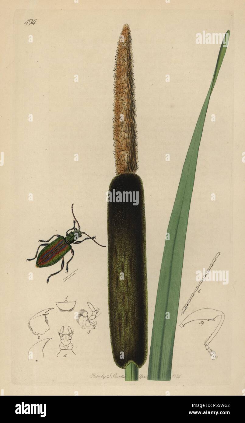 Donacia typhae, Donacia vulgaris, Reed-mace Donacia beetle, with great cat's-tailor or reed-mace, Typha latifolia. Handcoloured copperplate drawn and engraved by John Curtis for his own "British Entomology, being Illustrations and Descriptions of the Genera of Insects found in Great Britain and Ireland," London, 1834. Curtis (1791 –1862) was an entomologist, illustrator, engraver and publisher. "British Entomology" was published from 1824 to 1839, and comprised 770 illustrations of insects and the plants upon which they are found. Stock Photo