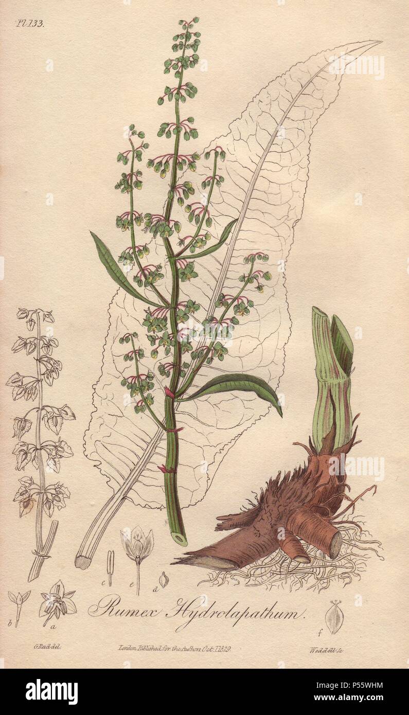 Great water dock, Rumex hydrolapathum. Handcoloured botanical illustration drawn by G. Reid and engraved on steel by Weddell from John Stephenson and James Morss Churchill's "Medical Botany: or Illustrations and descriptions of the medicinal plants of the London, Edinburgh, and Dublin pharmacopœias," John Churchill, London, 1831. Stock Photo