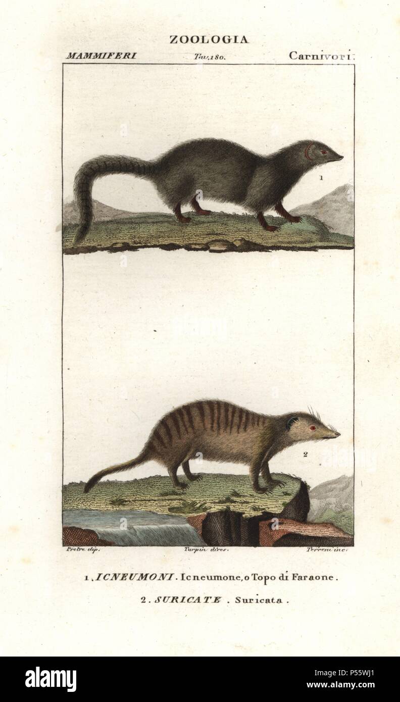 White tailed mongoose, Ichneumia albicauda, and meerkat or suricate, Suricata suricatta. Handcoloured copperplate stipple engraving from Antoine Jussieu's 'Dictionary of Natural Science,' Florence, Italy, 1837. Illustration by J. G. Pretre, engraved by Terreni, directed by Pierre Jean-Francois Turpin, and published by Batelli e Figli. Jean Gabriel Pretre (17801845) was painter of natural history at Empress Josephine's zoo and later became artist to the Museum of Natural History. Turpin (1775-1840) is considered one of the greatest French botanical illustrators of the 19th century. Stock Photo