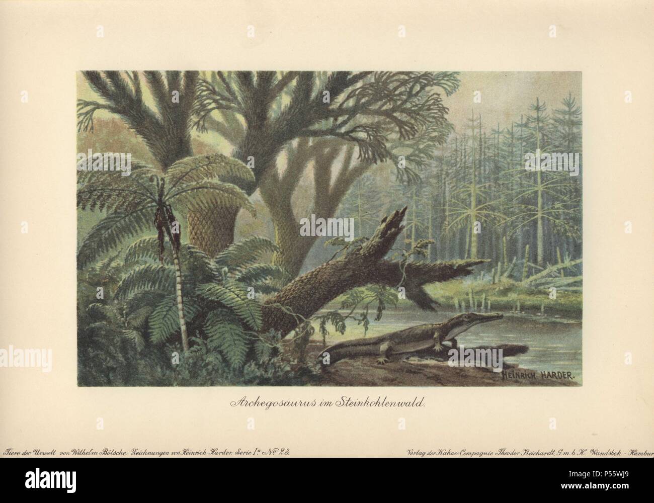 An archegosaurus by a river bank in a tropical primordial jungle of ferns and pines. . . Archegosaurus is a genus of amphibian which lived during the Asselian to Wuchiapingian ages of the Permian era. Extinct. . . Colour printed illustration by Heinrich Harder from 'Tiere der Urwelt' Animals of the Prehistoric World, 1916, Hamburg. Heinrich Harder (1858-1935) was a German landscape artist and book illustrator. From a series of prehistoric creature cards published by the Reichardt Cocoa company. Natural historian Wilhelm Bolsche wrote the descriptive text. Stock Photo