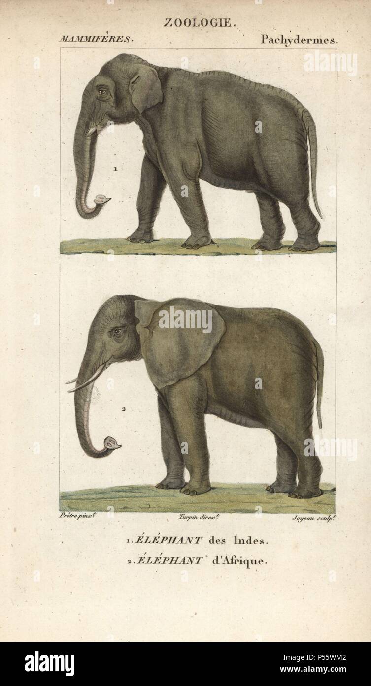 Indian elephant, Elephas maximus indicus (endangered), and African African  bush or savanna elephant, Loxodonta africana (vulnerable). Handcoloured  copperplate stipple engraving from Frederic Cuvier's "Dictionary of Natural  Science: Mammals," Paris ...