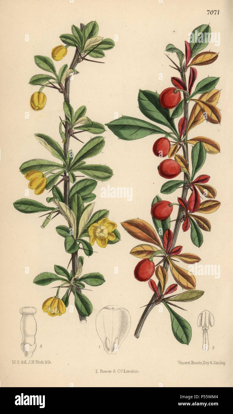 Berberis angulosa, yellow flowered shrub native to the Himalayas. Hand-coloured botanical illustration drawn by Matilda Smith and lithographed by J.N. Fitch from Joseph Dalton Hooker's 'Curtis's Botanical Magazine,' 1889, L. Reeve & Co. A second-cousin and pupil of Sir Joseph Dalton Hooker, Matilda Smith (1854-1926) was the main artist for the Botanical Magazine from 1887 until 1920 and contributed 2,300 illustrations. Stock Photo