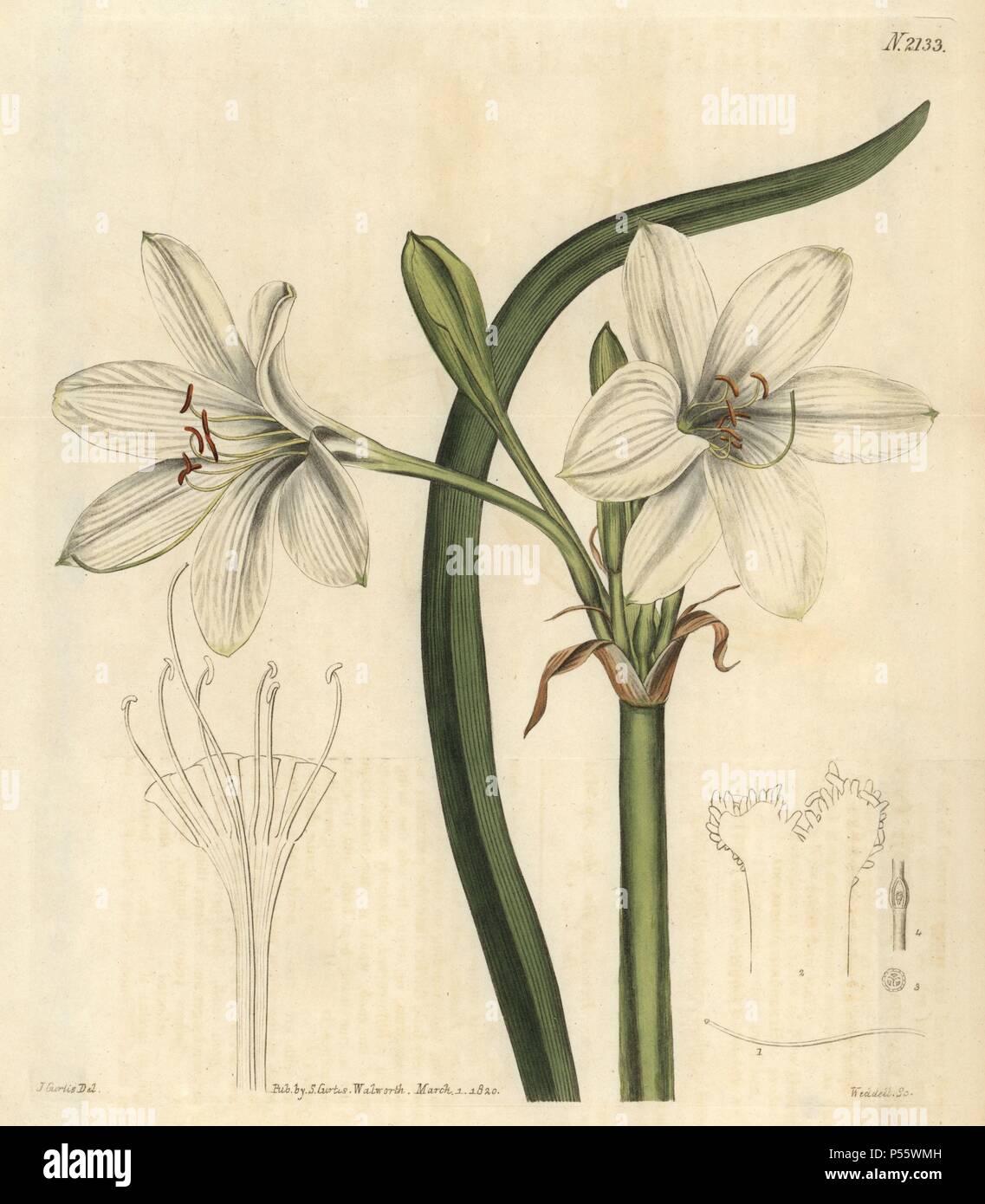 Macquarie crinum, Crinum flaccidum. Handcoloured copperplate engraving drawn by John Curtis and engraved by Weddell from 'Curtis's Botanical Magazine'1820, Samuel Curtis, Walworth, London. Stock Photo