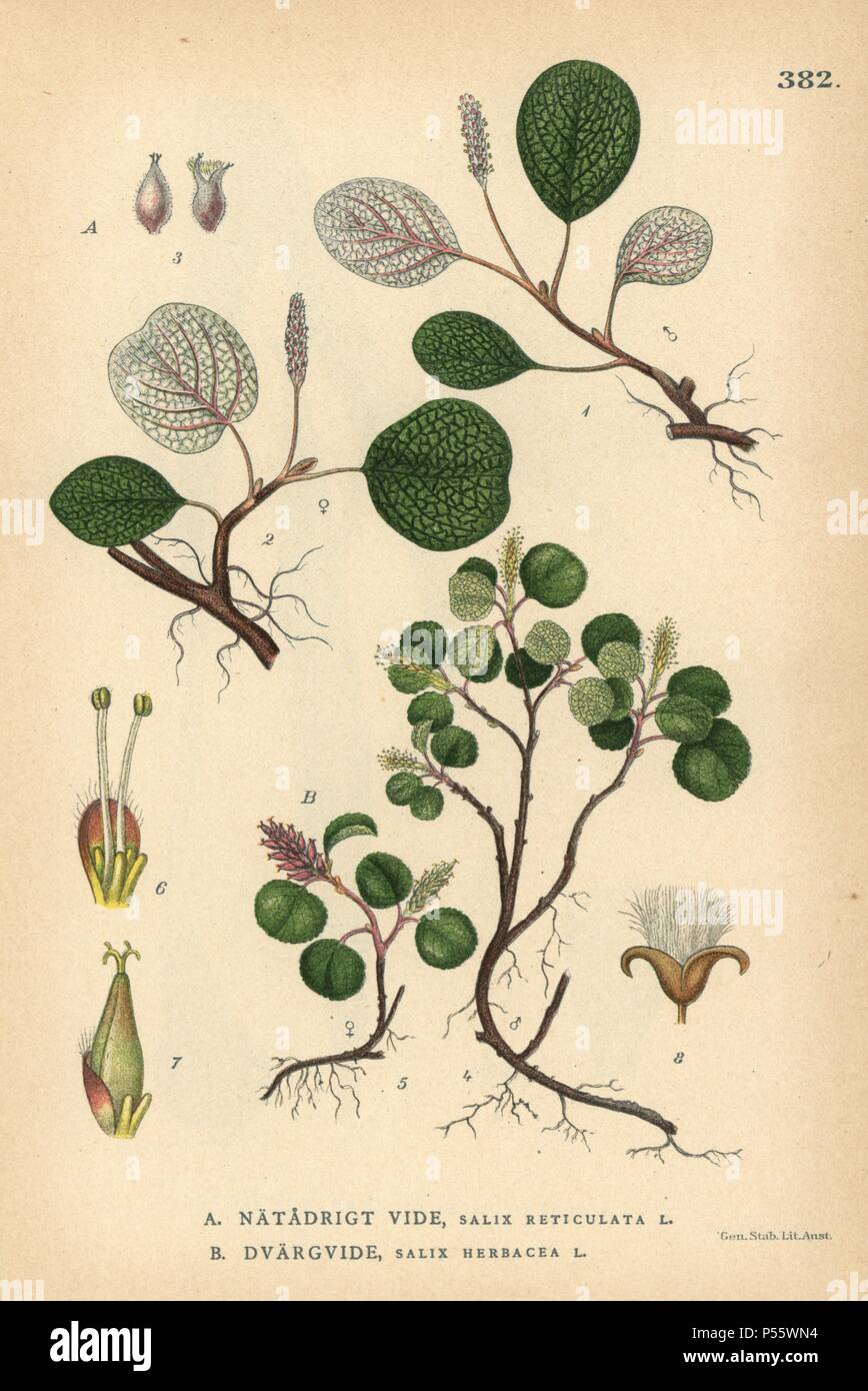 Net-leaved willow, Salix reticulata, and dwarf willow, Salix herbacea. Chromolithograph from Carl Lindman's 'Bilder ur Nordens Flora' (Pictures of Northern Flora), Stockholm, Wahlstrom & Widstrand, 1905. Lindman (1856-1928) was Professor of Botany at the Swedish Museum of Natural History (Naturhistoriska Riksmuseet). The chromolithographs were based on Johan Wilhelm Palmstruch's 'Svensk botanik,' 1802-1843. Stock Photo