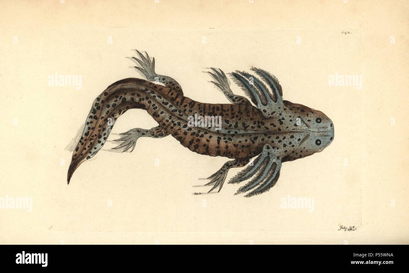Mole salamander or wooper looper, Ambystoma mexicanum. Critically endangered. Handcolored copperplate engraving by Frederick Polydore Nodder from an illustration by George Shaw from George Shaw and Frederick Nodder's 'Naturalist's Miscellany,' London, 1798. Stock Photo