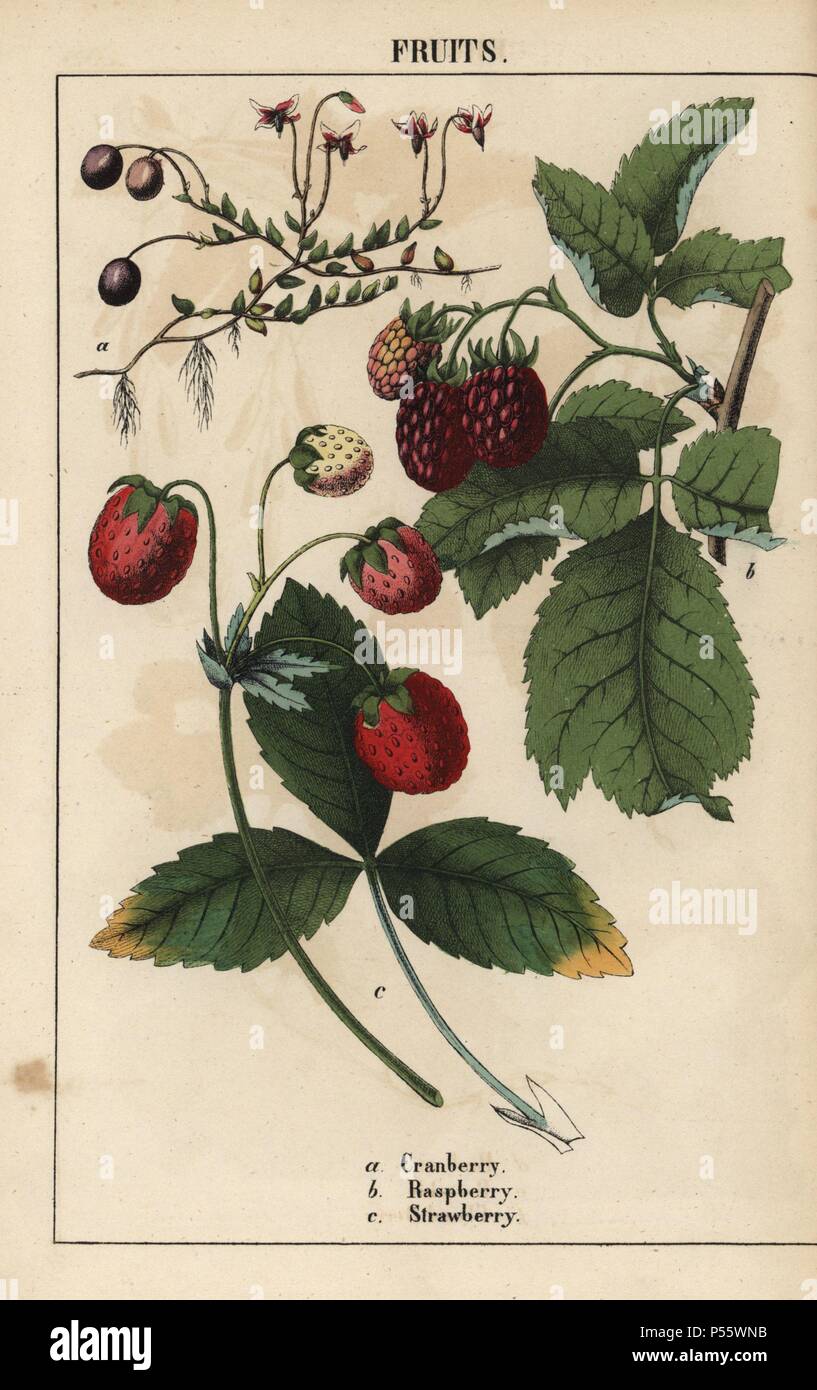 Cranberry, raspberry and strawberry fruits.. . Chromolithograph from 'The Instructive Picturebook, or Lessons from the Vegetable World,' [Charlotte Mary Yonge], Edinburgh, 1858. Stock Photo