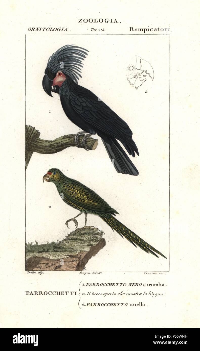 Palm cockatoo, Probosciger aterrimus, and eastern ground parrot, Pezoporus wallicus. Handcoloured copperplate stipple engraving from Antoine Jussieu's 'Dictionary of Natural Science,' Florence, Italy, 1837. Illustration by J. G. Pretre, engraved by Terreni, directed by Pierre Jean-Francois Turpin, and published by Batelli e Figli. Jean Gabriel Pretre (17801845) was painter of natural history at Empress Josephine's zoo and later became artist to the Museum of Natural History. Turpin (1775-1840) is considered one of the greatest French botanical illustrators of the 19th century. Stock Photo