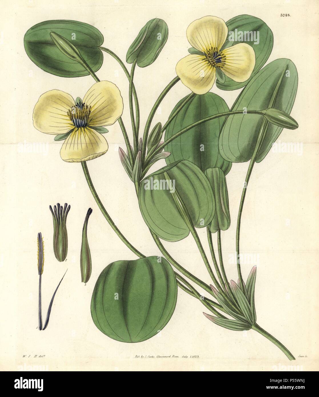 Humboldt's limnocharis or water poppy, Limnocharis humboldtii or Hydrocleys nymphoides. Illustration drawn by William Jackson Hooker, engraved by Swan. Handcolored copperplate engraving from William Curtis's 'The Botanical Magazine,' Samuel Curtis, 1833. Hooker (1785-1865) was an English botanist, writer and artist. He was Regius Professor of Botany at Glasgow University, and editor of Curtis' 'Botanical Magazine' from 1827 to 1865. In 1841, he was appointed director of the Royal Botanic Gardens at Kew, and was succeeded by his son Joseph Dalton. Hooker documented the fern and orchid crazes th Stock Photo