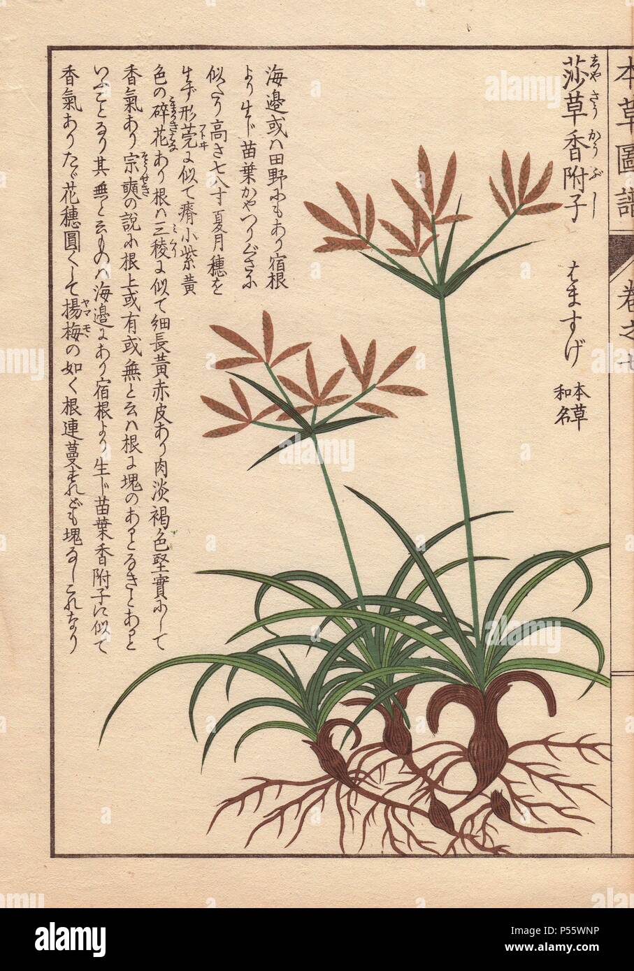 Roots, leaves and flowers of coco-grass, purple nut sedge, red nut sedge, Cyperus rotundus L. Hamasuge. Colour-printed woodblock engraving by Kan'en Iwasaki from 'Honzo Zufu,' an Illustrated Guide to Medicinal Plants, 1884. Iwasaki (1786-1842) was a Japanese botanist, entomologist and zoologist. He was one of the first Japanese botanists to incorporate western knowledge into his studies. Stock Photo