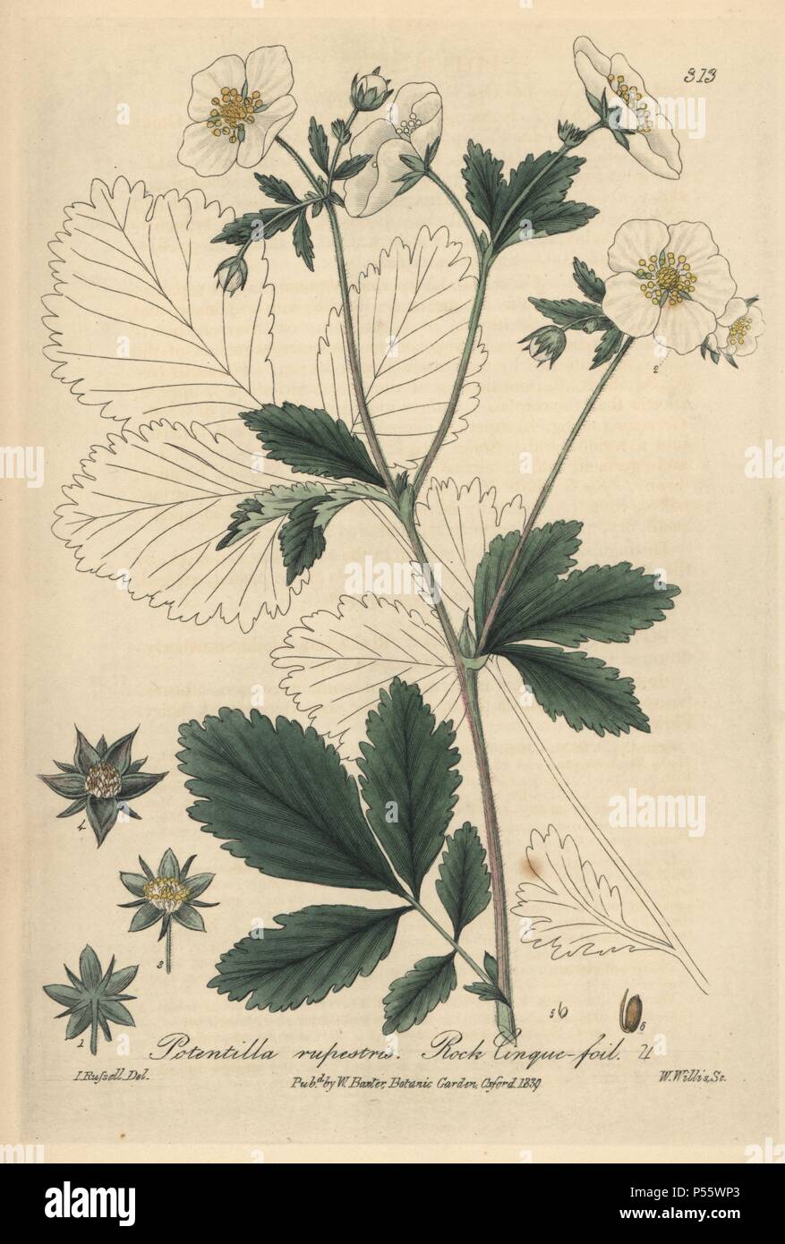 Rock cinquefoil, Potentilla rupestris. Handcoloured copperplate engraved by W. Willis and drawn by Isaac Russell from William Baxter's 'British Phaenogamous Botany,' Oxford, 1839. Scotsman William Baxter (1788-1871) was the curator of the Oxford Botanic Garden from 1813 to 1854. Stock Photo