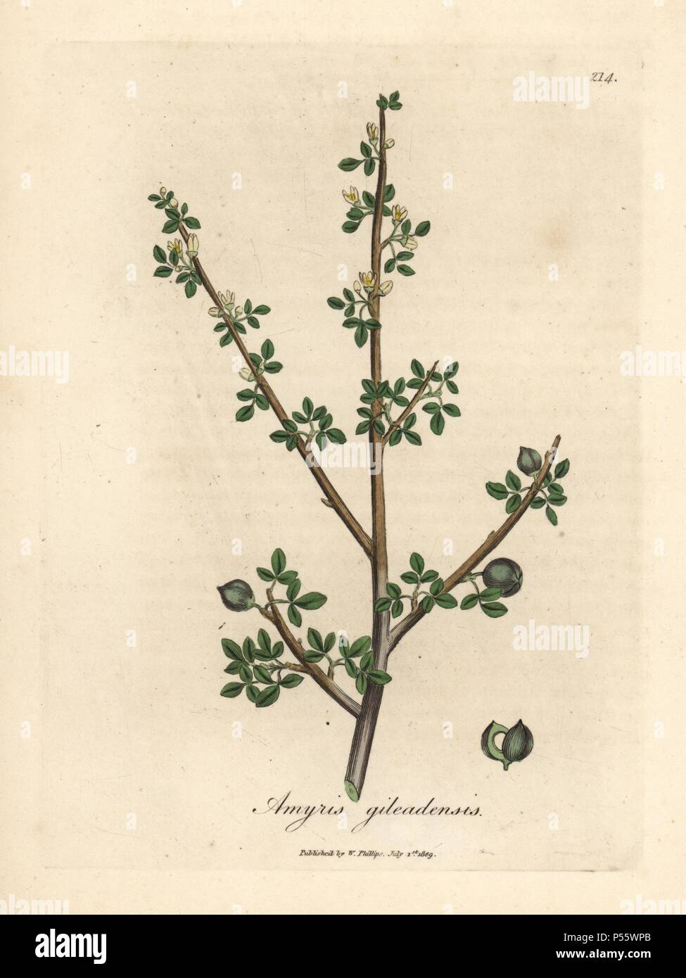Balsam of Mecca, Commiphora gileadensis. Handcoloured copperplate engraving from a botanical illustration by James Sowerby from William Woodville and Sir William Jackson Hooker's 'Medical Botany,' John Bohn, London, 1832. The tireless Sowerby (1757-1822) drew over 2, 500 plants for Smith's mammoth 'English Botany' (1790-1814) and 440 mushrooms for 'Coloured Figures of English Fungi ' (1797) among many other works. Stock Photo