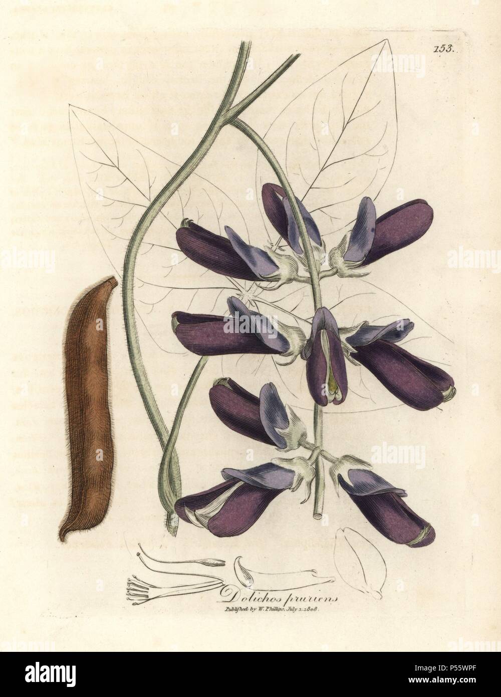 Purple flowered cowhage dolichos with hairy seedpod, Dolichos pruriens. Anthelmintic remedy. Handcolored copperplate engraving from a botanical illustration by James Sowerby from William Woodville and Sir William Jackson Hooker's 'Medical Botany' 1832. The tireless Sowerby (1757-1822) drew over 2,500 plants for Smith's mammoth 'English Botany' (1790-1814) and 440 mushrooms for 'Coloured Figures of English Fungi ' (1797) among many other works. Stock Photo