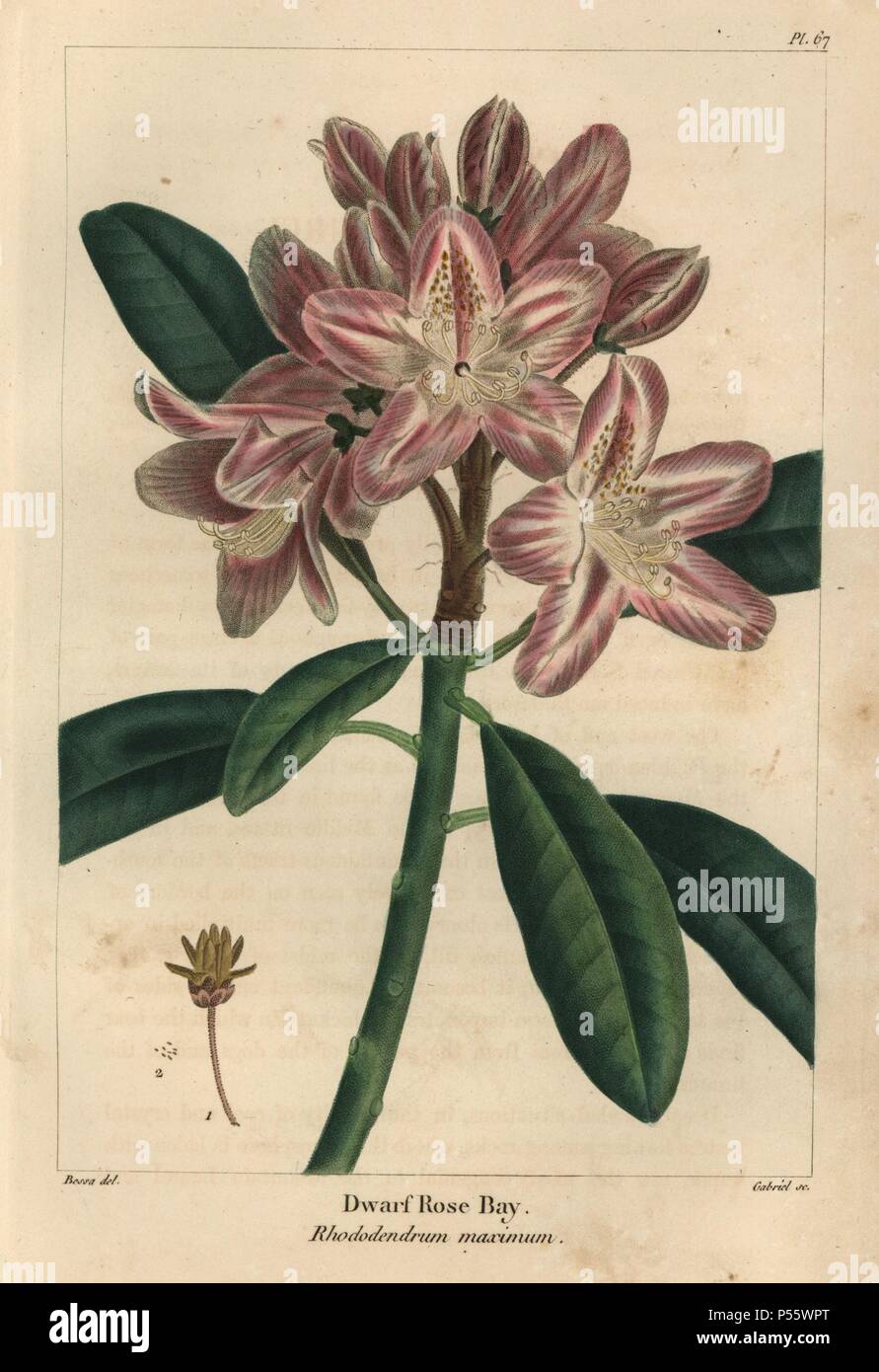 Flower, leaves, seed vessel and seeds of the Dwarf rose bay or mountain laurel tree, Rhododendrum maximum. Handcolored stipple engraving from a botanical illustration by Pancrace Bessa, engraved on copper by Gabriel, from Francois Andre Michaux's 'North American Sylva,' Philadelphia, 1857. French botanist Michaux (1770-1855) explored America and Canada in 1785 cataloging its native trees. Stock Photo