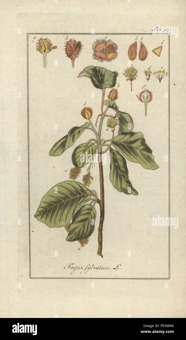 European beech tree, Fagus sylvatica. Handcoloured copperplate botanical  engraving from Johannes Zorn's "Afbeelding der Artseny-Gewassen," Jan  Christiaan Sepp, Amsterdam, 1796. Zorn first published his illustrated  medical botany in Nurnberg in 1780 with