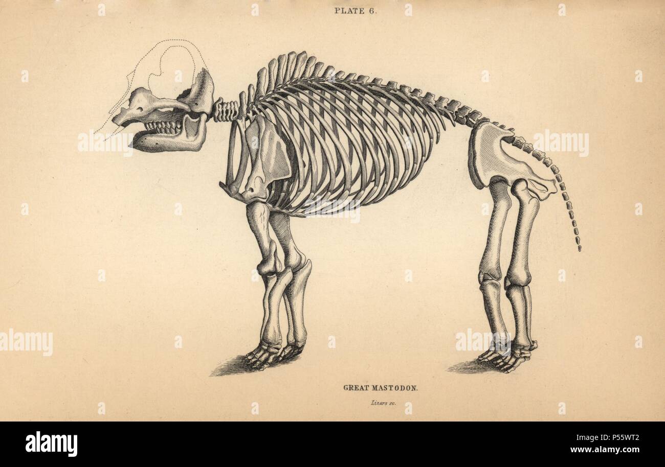 Fossil skeleton of the great mastodon, Mammut americanum, extinct.  Engraving on steel by William Lizars from Sir William Jardine's  "Naturalist's Library: Mammalia, Pachydermes or Thick-Skinned Quadrupeds"  published by W. H. Lizars, Edinburgh,