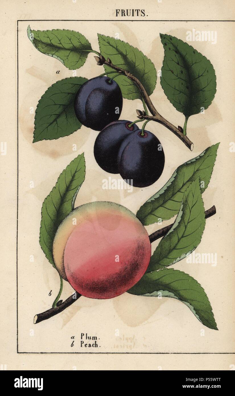 Purple-black plums and pink peach. . Chromolithograph from 'The Instructive Picturebook, or Lessons from the Vegetable World,' [Charlotte Mary Yonge], Edinburgh, 1858. Stock Photo
