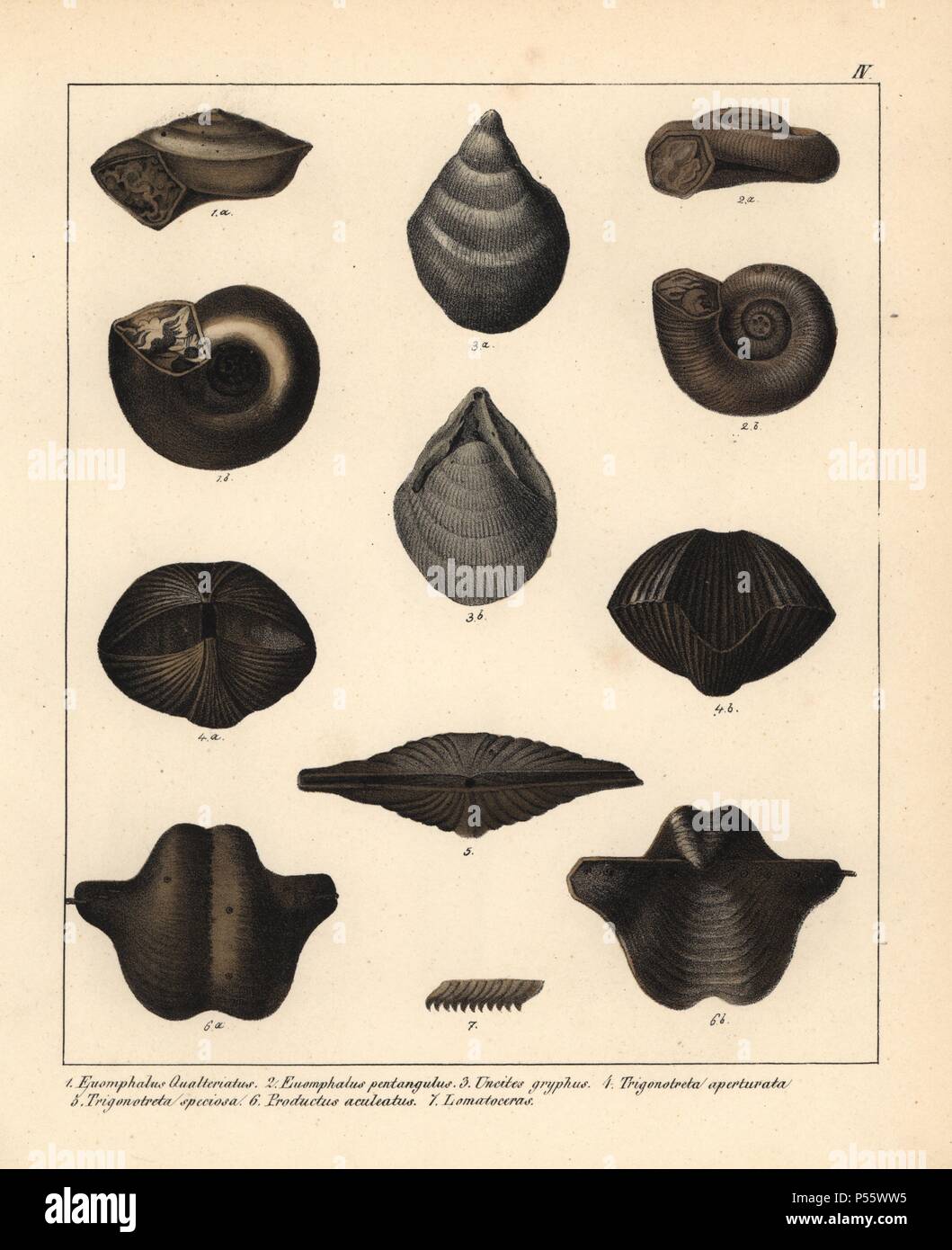 Fossils of extinct sea snails or the Silurian to Permian eras: Euomphalus qualteriatus; Euomphalus pentagulus; Uncites gryphus; Trigonotreta aperturata; Trigonotreta speciosa; Productus aculeatus; and Lomatoceras. Handcoloured lithograph by an unknown artist from Dr. F.A. Schmidt's 'Petrefactenbuch,' published in Stuttgart, Germany, 1855 by Verlag von Krais & Hoffmann. Dr. Schmidt's 'Book of Petrification' introduced fossils and palaeontology to both the specialist and general reader. Stock Photo