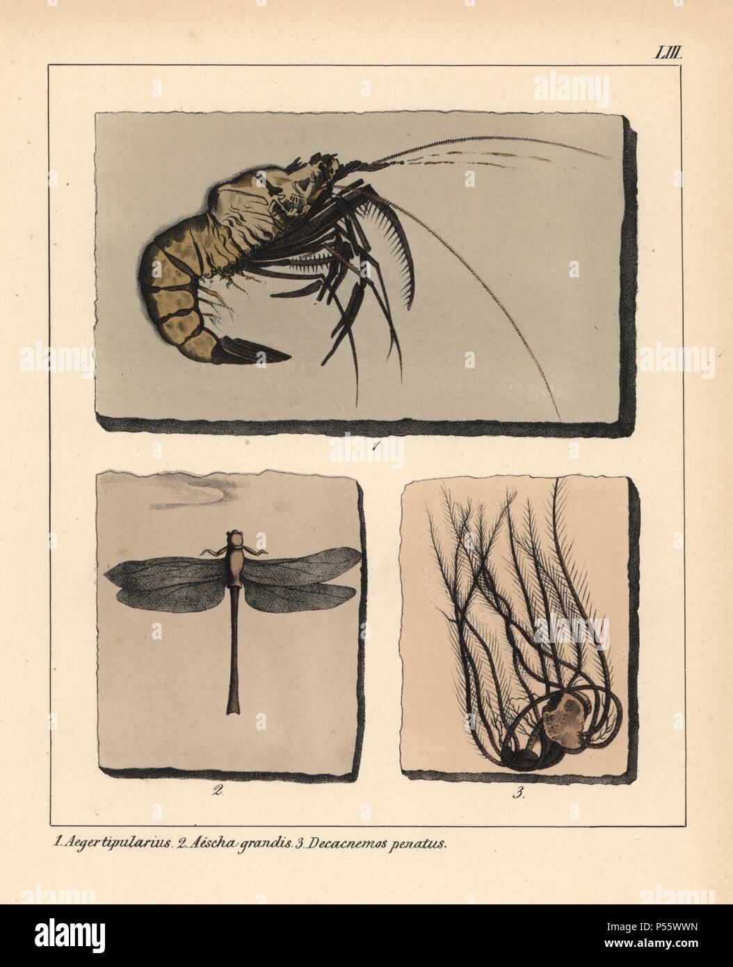 Fossils of extinct Jurassic prawn Aeger tipularius, dragonfly Aeschna grandis and Decacnemos penatus. Handcoloured lithograph by an unknown artist from Dr. F.A. Schmidt's 'Petrefactenbuch,' published in Stuttgart, Germany, 1855 by Verlag von Krais & Hoffmann. Dr. Schmidt's 'Book of Petrification' introduced fossils and palaeontology to both the specialist and general reader. Stock Photo