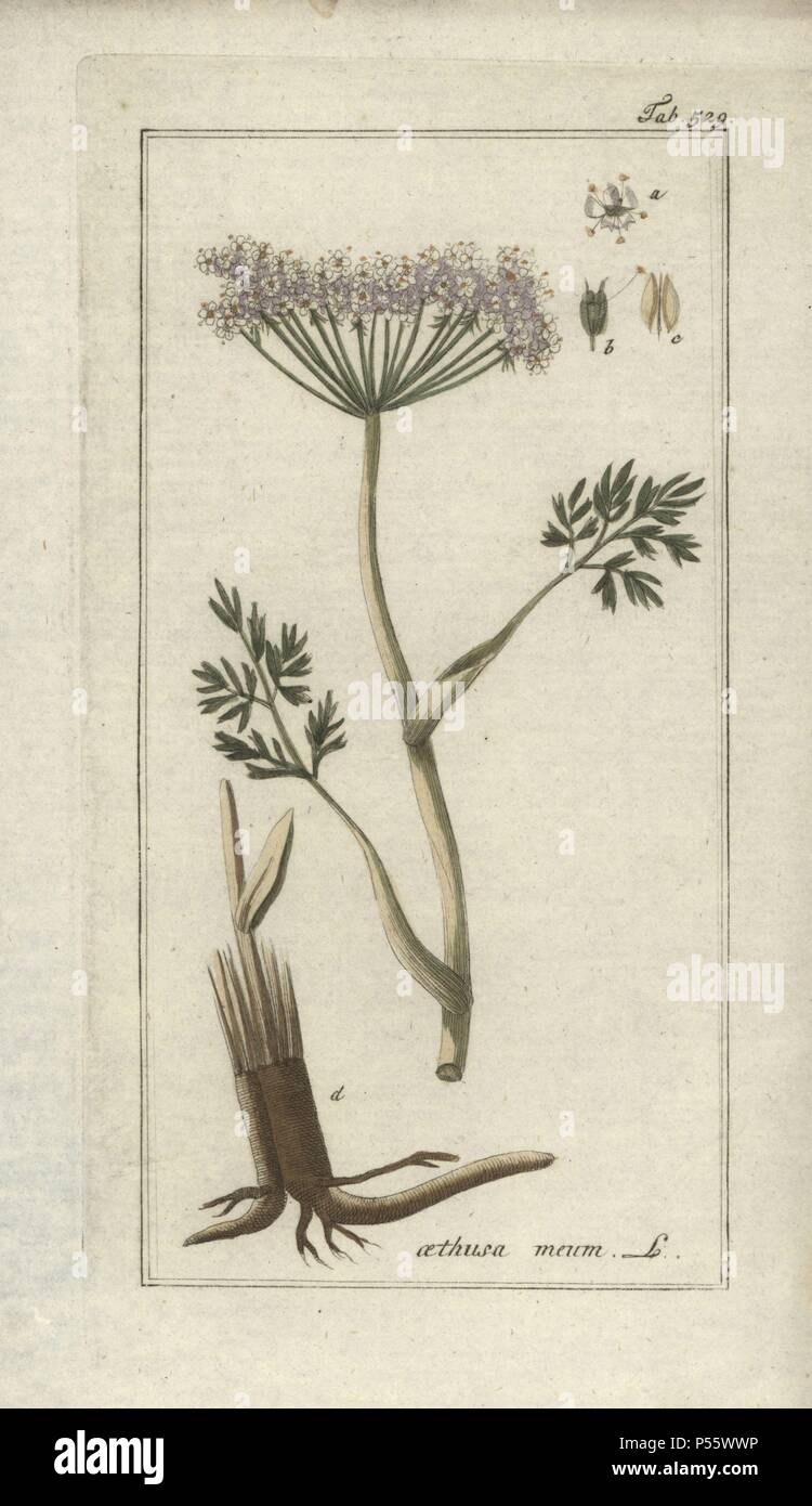 Baldmoney, Meum athamanticum. Handcoloured copperplate botanical engraving from Johannes Zorn's 'Afbeelding der Artseny-Gewassen,' Jan Christiaan Sepp, Amsterdam, 1796. Zorn first published his illustrated medical botany in Nurnberg in 1780 with 500 plates, and a Dutch edition followed in 1796 published by J.C. Sepp with an additional 100 plates. Zorn (1739-1799) was a German pharmacist and botanist who collected medical plants from all over Europe for his 'Icones plantarum medicinalium' for apothecaries and doctors. Stock Photo