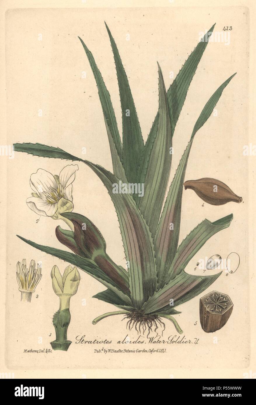 Water soldier, Stratiotes aloides. Handcoloured copperplate drawn and engraved by Charles Mathews from William Baxter's 'British Phaenogamous Botany,' Oxford, 1841. Scotsman William Baxter (1788-1871) was the curator of the Oxford Botanic Garden from 1813 to 1854. Stock Photo