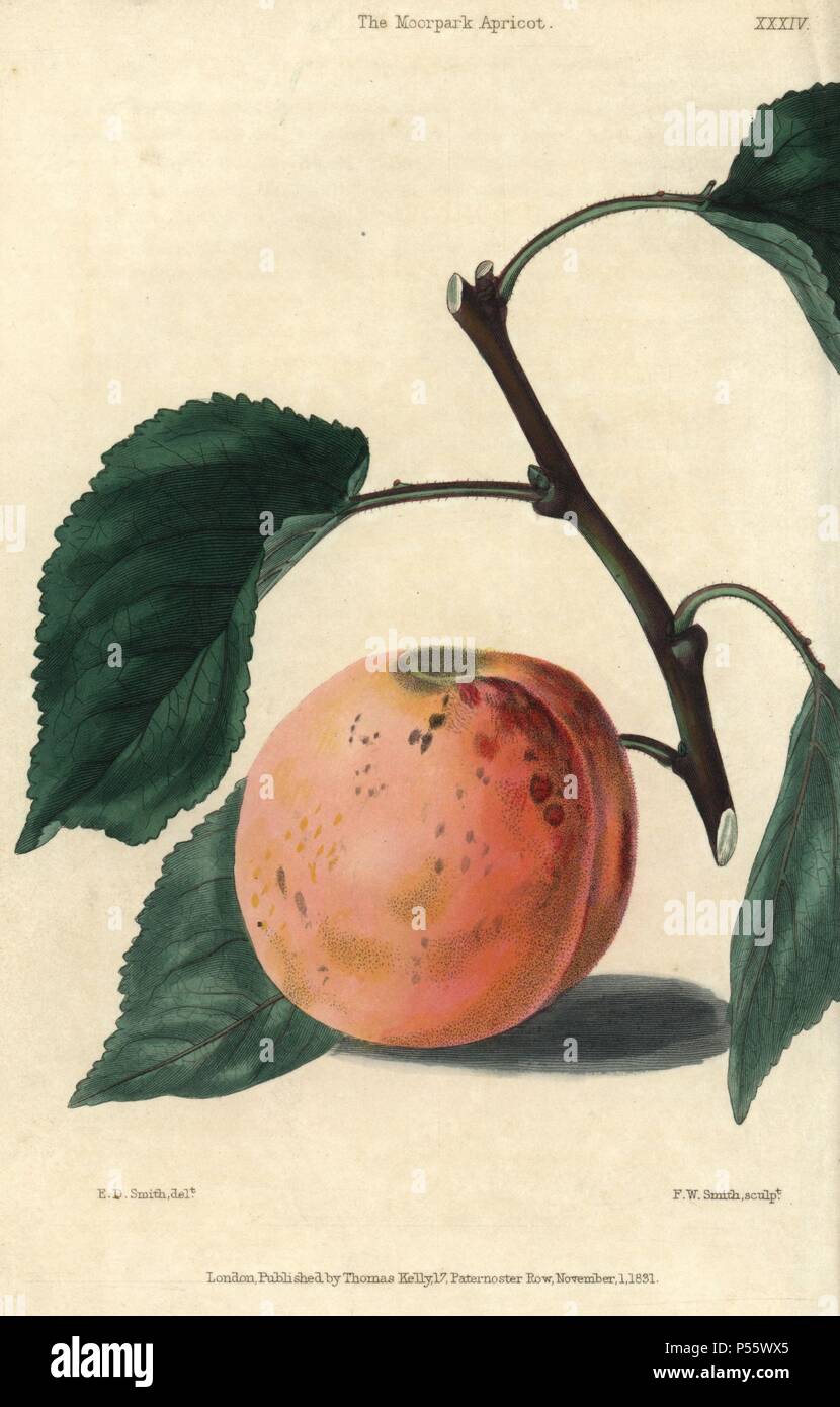 Ripe fruit and leaves of the Moorpark Apricot, Prunus armeniaca. Hand-colored illustration by Edwin Dalton Smith engraved by F.W. Smith from Charles McIntosh's 'Flora and Pomona' 1829. McIntosh (1794-1864) was a Scottish gardener to European aristocracy and royalty, and author of many book on gardening. E.D. Smith was a botanical artist who drew for Robert Sweet, Benjamin Maund, etc. Stock Photo