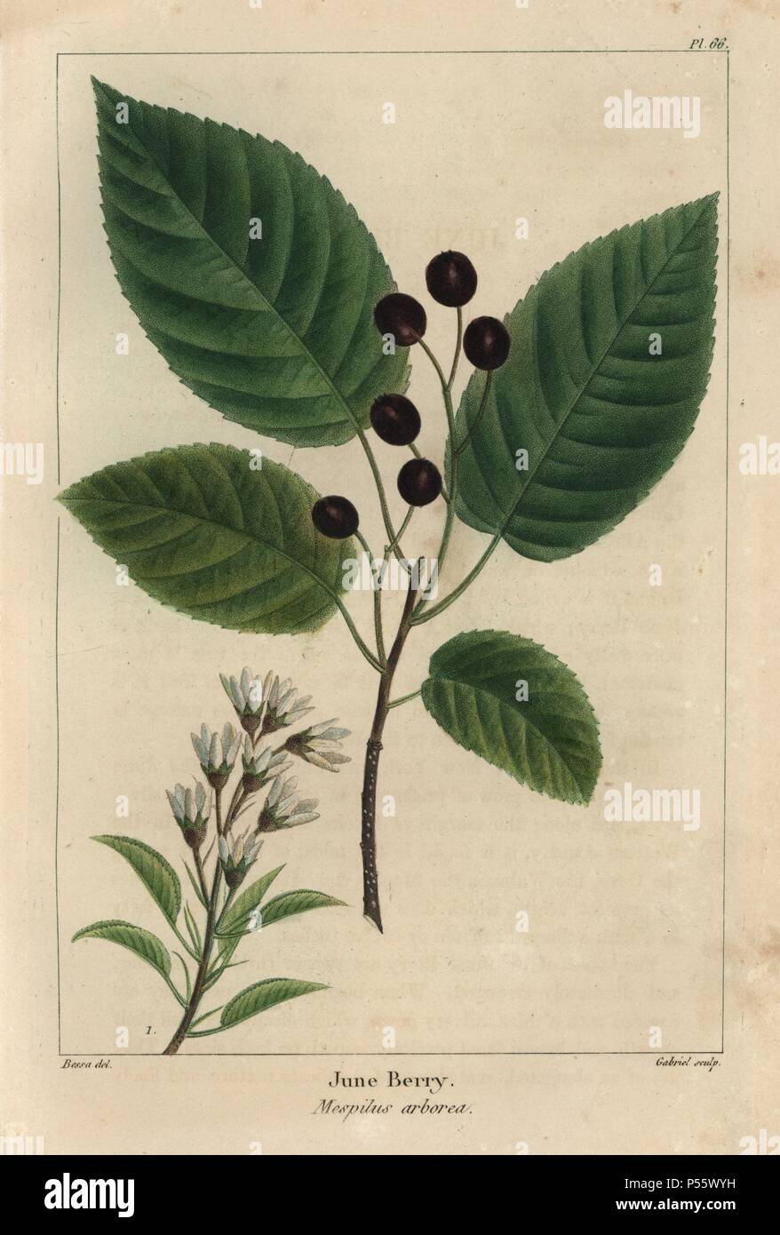 Leaves Berries And Flower Of The June Berry Mespilus Arborea Handcolored Stipple Engraving From A Botanical Illustration By Pancrace Bessa Engraved On Copper By Gabriel From Francois Andre Michaux S North American Sylva