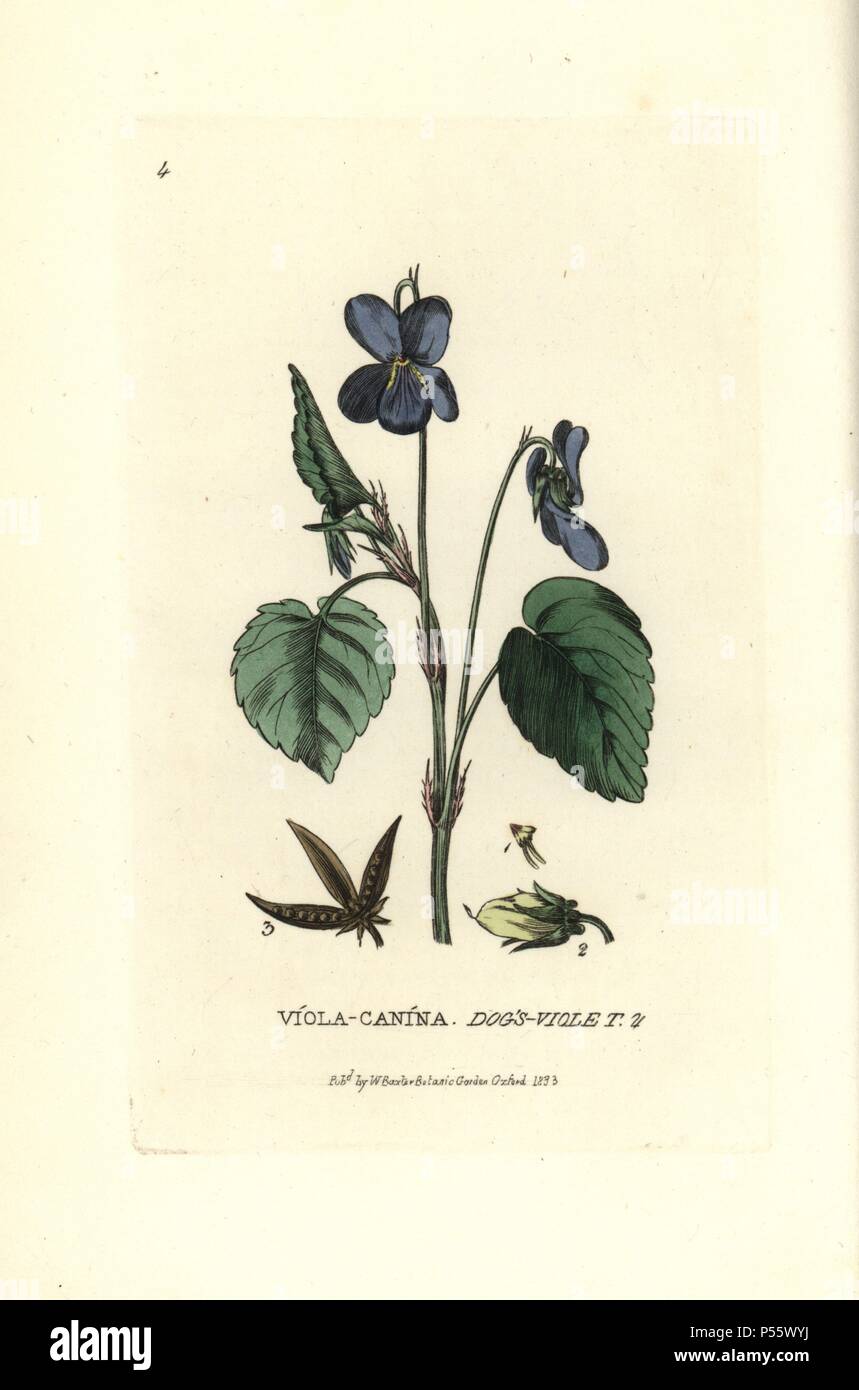 Dog's violet, Viola canina. Handcoloured copperplate engraving from a drawing by Isaac Russell from William Baxter's 'British Phaenogamous Botany' 1834. Scotsman William Baxter (1788-1871) was the curator of the Oxford Botanic Garden from 1813 to 1854. Stock Photo