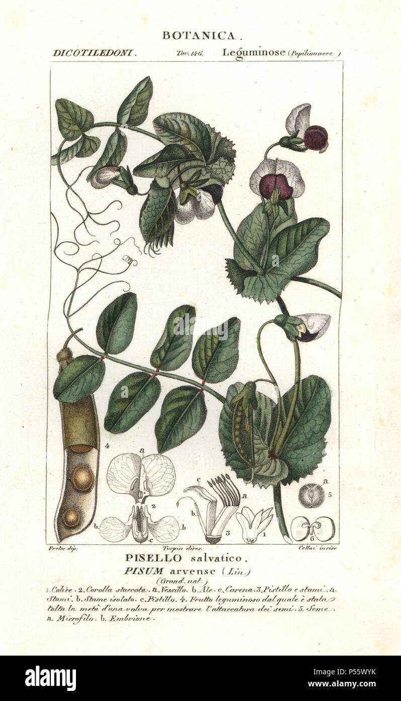 Field pea, Pisum arvense. Handcoloured copperplate stipple engraving from Antoine Jussieu's 'Dictionary of Natural Science,' Florence, Italy, 1837. Illustration by J. G. Pretre, engraved by Cellai, directed by Pierre Jean-Francois Turpin, and published by Batelli e Figli. Jean Gabriel Pretre (17801845) was painter of natural history at Empress Josephine's zoo and later became artist to the Museum of Natural History. Turpin (1775-1840) is considered one of the greatest French botanical illustrators of the 19th century. Stock Photo
