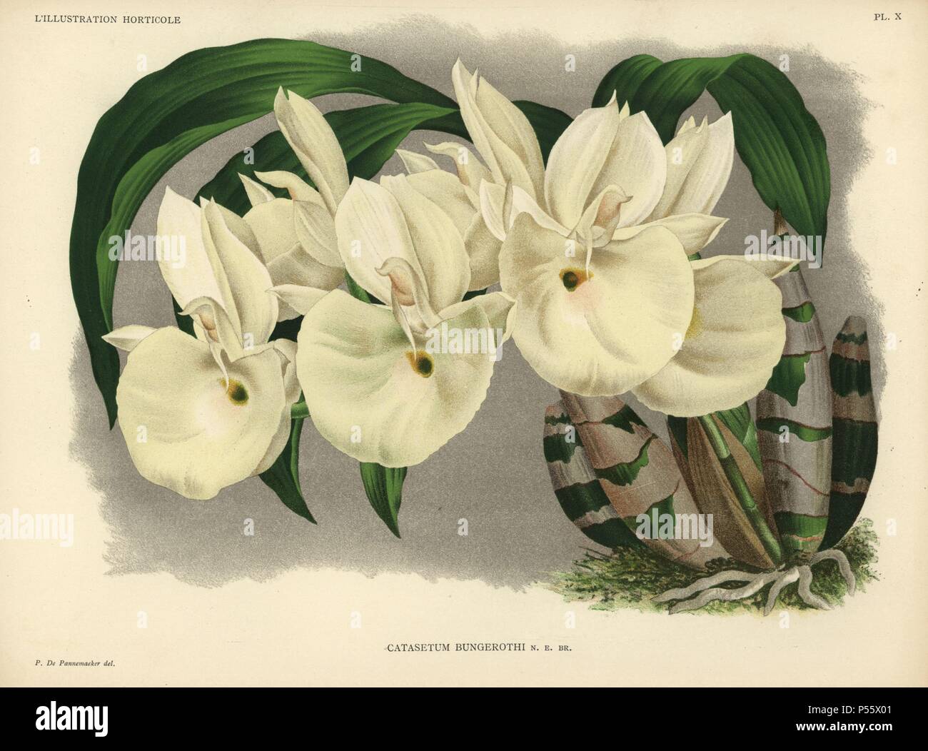 Felt-capped Catasetum or Mother of Pearl Flower . Catasetum pileatum (Catasetum bungerothii). Catasetum orchid with creamy yellow flowers. It caused 'quite a sensation' when it was first shown in London in 1886.. . Chromolithograph drawn by P. de Pannemaeker, for Jean Linden's 'L'Illustration Horticole' published in Ghent in 1886. Jean Linden (1817-1898) was a Belgian explorer, horticulturist, scientist and publisher of botanical books. Stock Photo