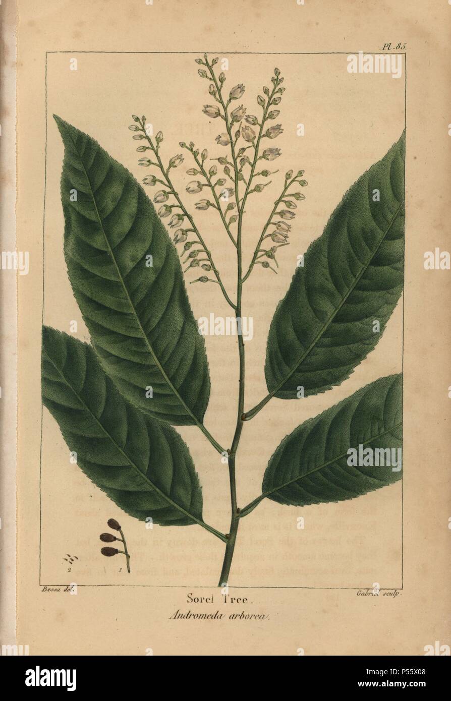 Leaves, flowers, seed capsule and seeds of the Sorrel tree, Oxydendrum arboreum, Sorel, Andromeda arborea. Handcolored stipple engraving from a botanical illustration by Pancrace Bessa, engraved on copper by Gabriel, from Francois Andre Michaux's 'North American Sylva,' Philadelphia, 1857. French botanist Michaux (1770-1855) explored America and Canada in 1785 cataloging its native trees. Stock Photo