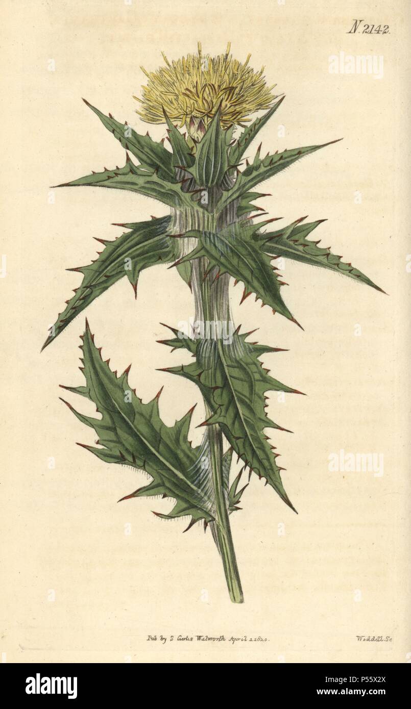 Yellow distaff thistle, Carthamus lanatus. Handcoloured copperplate engraving drawn by John Curtis and engraved by Weddell from 'Curtis's Botanical Magazine'1820, Samuel Curtis, Walworth, London. Stock Photo