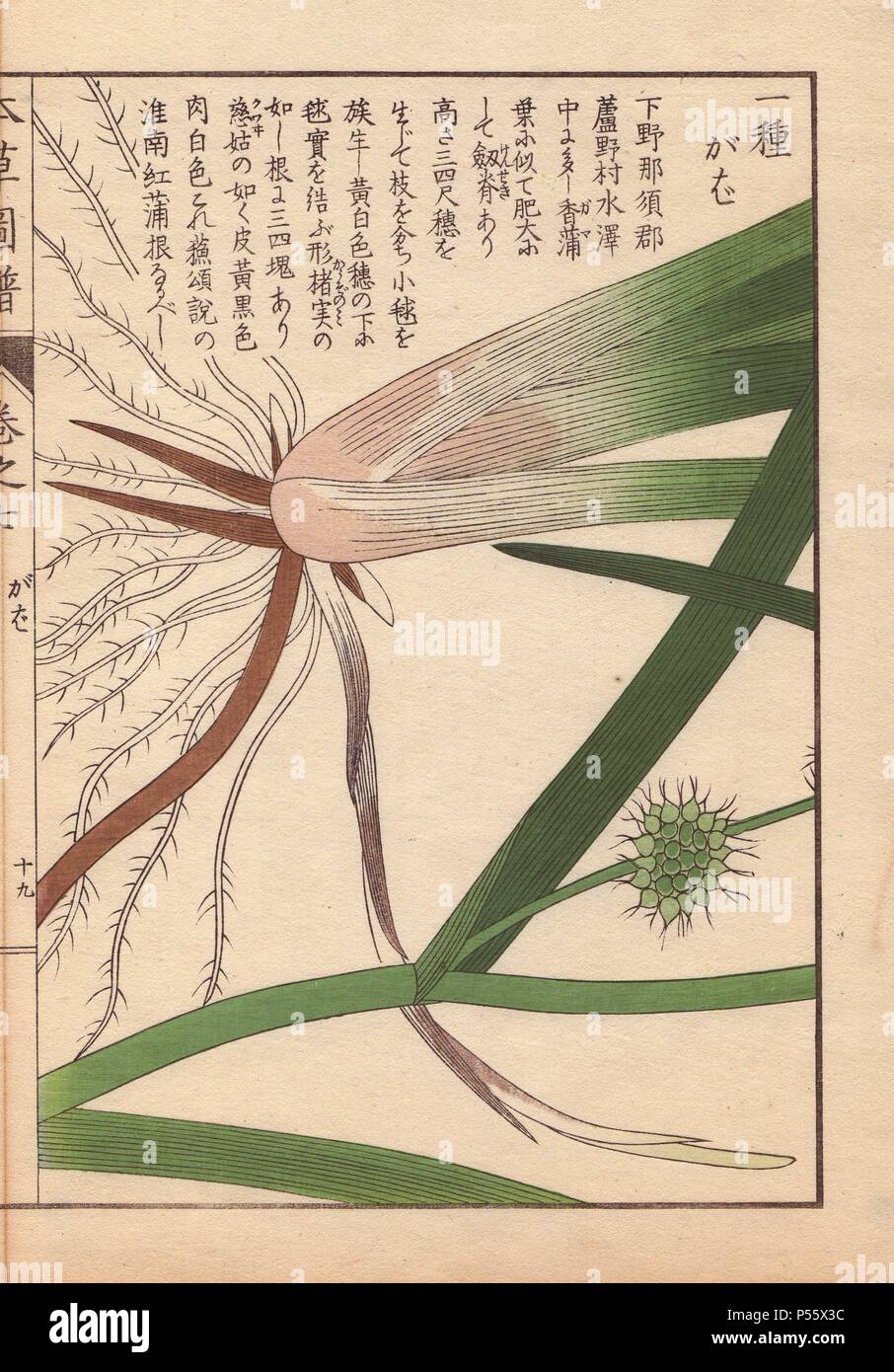 Leaves, roots and seeds of bur-reed, Sparganium racemosum Huds.. Colour-printed woodblock engraving by Kan'en Iwasaki from 'Honzo Zufu,' an Illustrated Guide to Medicinal Plants, 1884. Iwasaki (1786-1842) was a Japanese botanist, entomologist and zoologist. He was one of the first Japanese botanists to incorporate western knowledge into his studies. Stock Photo