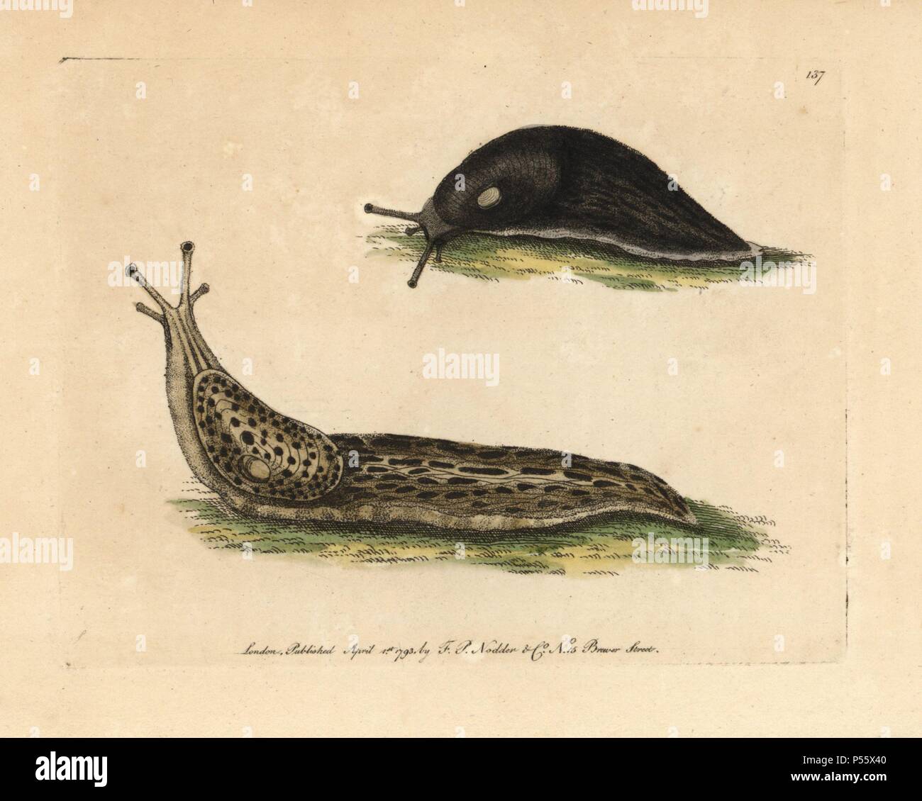Black slug, great slug, Arion ater, Limax maximus. Illustration signed S (George Shaw).. Handcolored copperplate engraving from George Shaw and Frederick Nodder's 'The Naturalist's Miscellany' 1793.. Frederick Polydore Nodder (17511801?) was a gifted natural history artist and engraver. Nodder honed his draftsmanship working on Captain Cook and Joseph Banks' Florilegium and engraving Sydney Parkinson's sketches of Australian plants. He was made 'botanic painter to her majesty' Queen Charlotte in 1785. Nodder also drew the botanical studies in Thomas Martyn's Flora Rustica (1792) and 38 Plates Stock Photo