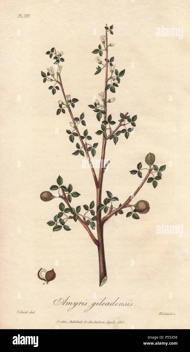 Balsam of Mecca, Commiphora gileadensis. Handcoloured botanical illustration drawn by G. Reid and engraved on steel by Weddell from John Stephenson and James Morss Churchill's 'Medical Botany: or Illustrations and descriptions of the medicinal plants of the London, Edinburgh, and Dublin pharmacopœias,' John Churchill, London, 1831. Stock Photo