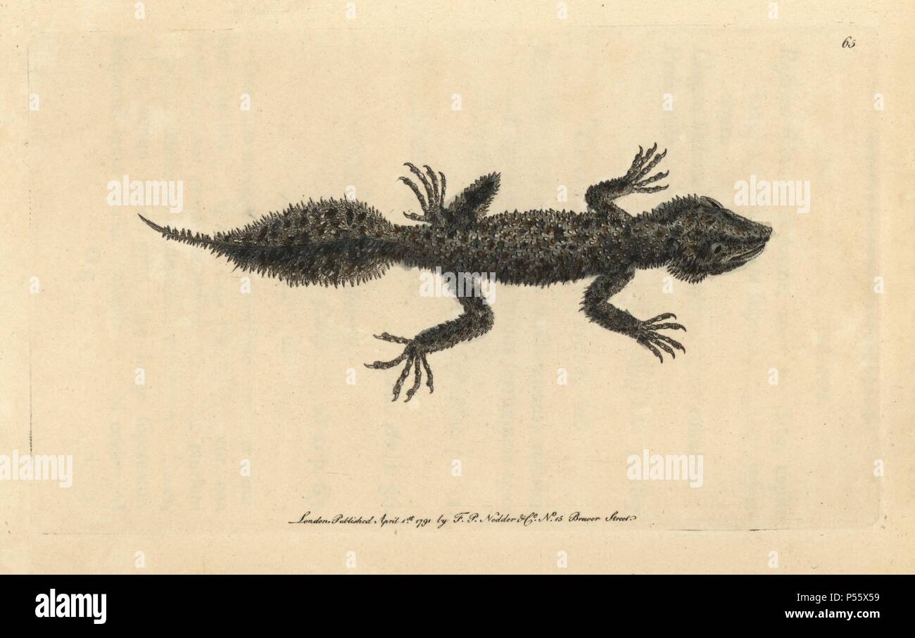 Broad-tailed gecko, Phyllurus platurus. Broad-tailed lizard, Lacerta platura. Handcolored copperplate engraving from George Shaw and Frederick Nodder's 'The Naturalist's Miscellany' 1790.. Frederick Polydore Nodder (17511801?) was a gifted natural history artist and engraver. Nodder honed his draftsmanship working on Captain Cook and Joseph Banks' Florilegium and engraving Sydney Parkinson's sketches of Australian plants. He was made 'botanic painter to her majesty' Queen Charlotte in 1785. Nodder also drew the botanical studies in Thomas Martyn's Flora Rustica (1792) and 38 Plates (1799). Mo Stock Photo