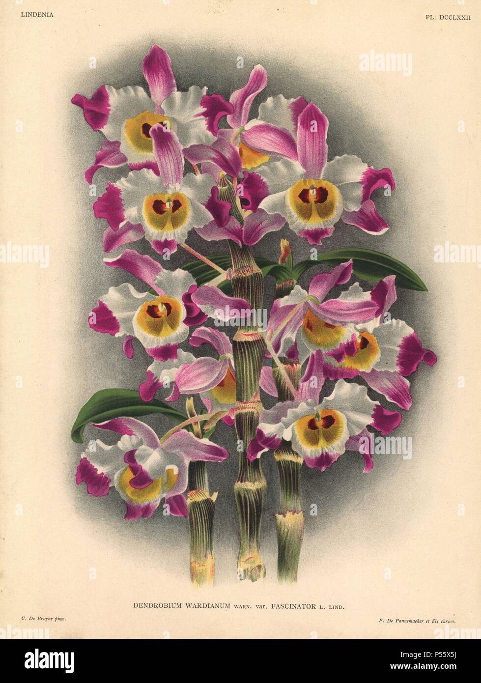 Fascinator variety of Dendrobium Wardianum, Warn., orchid. Illustration drawn by C. de Bruyne and chromolithographed by P. de Pannemaeker et fils from Lucien Linden's 'Lindenia, Iconographie des Orchidees,' Brussels, 1902. Stock Photo