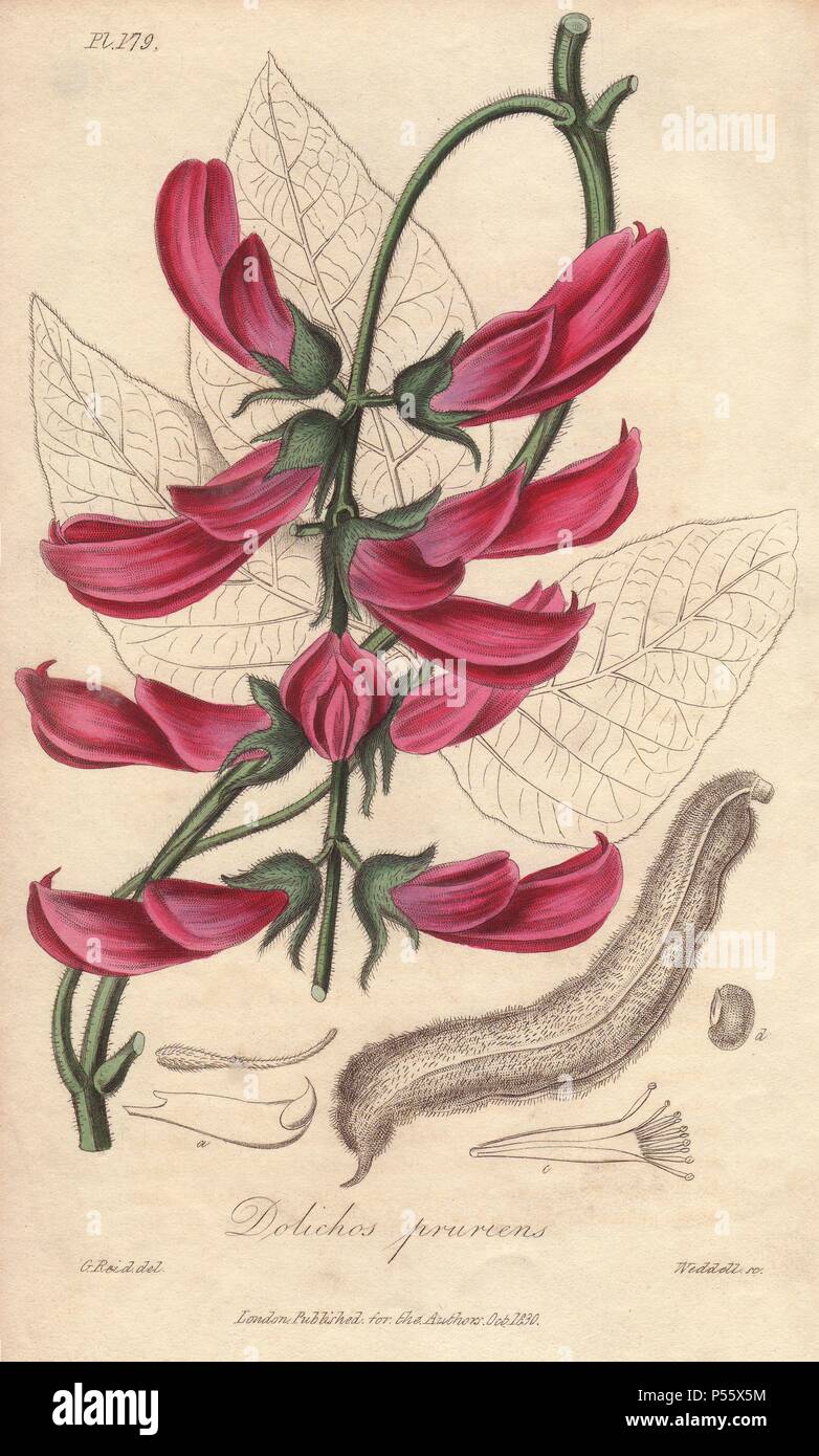 Velvet bean or cowitch, Mucuna pruriens. Handcoloured botanical illustration drawn by G. Reid and engraved on steel by Weddell from John Stephenson and James Morss Churchill's 'Medical Botany: or Illustrations and descriptions of the medicinal plants of the London, Edinburgh, and Dublin pharmacopœias,' John Churchill, London, 1831. Stock Photo