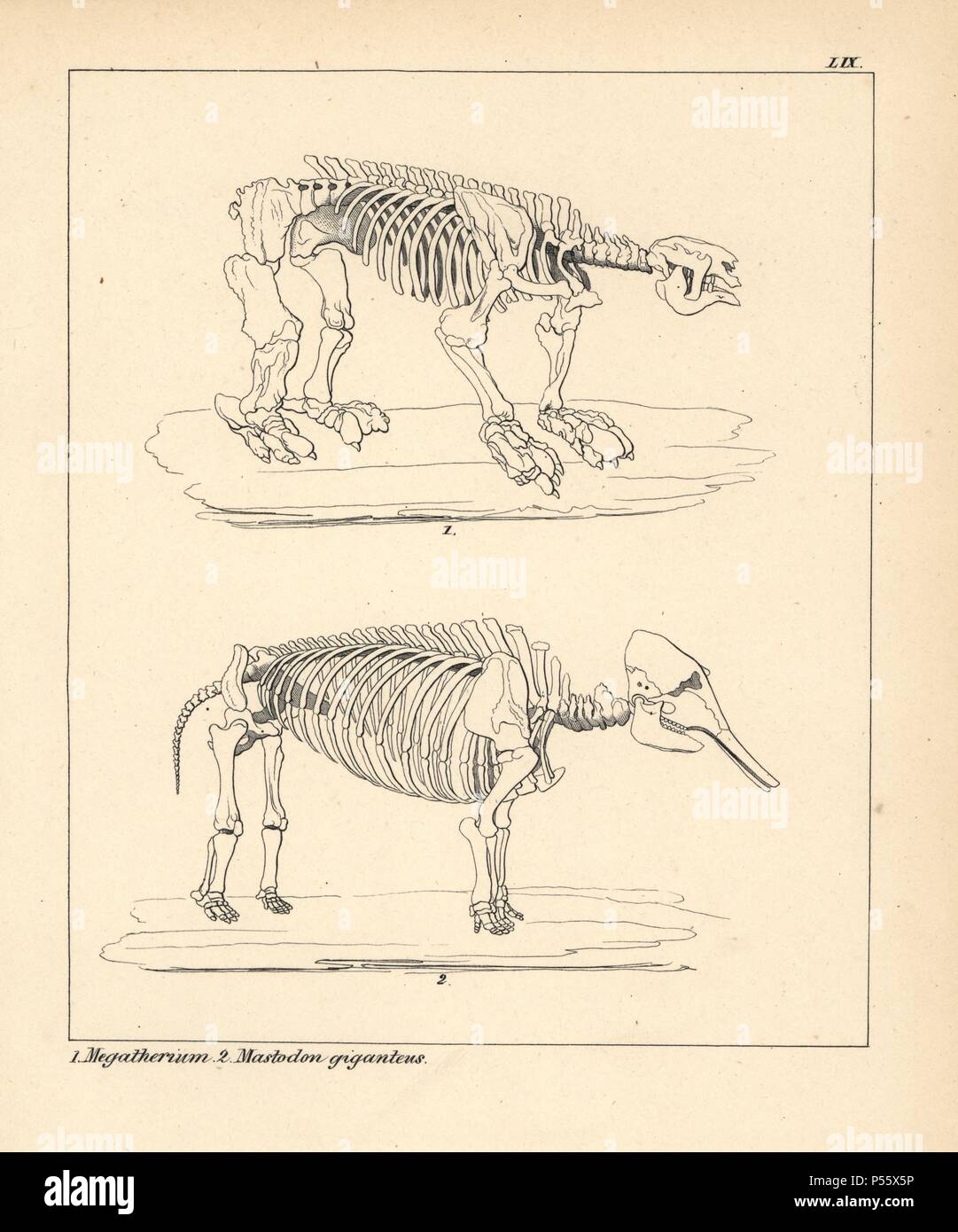 Skeleton of the Megatherium, an extinct giant ground sloth, and Mastodon  giganteus, or the American mastodon, Mammut americanum. Lithograph by an  unknown artist from Dr. F.A. Schmidt's "Petrefactenbuch," published in  Stuttgart, Germany,