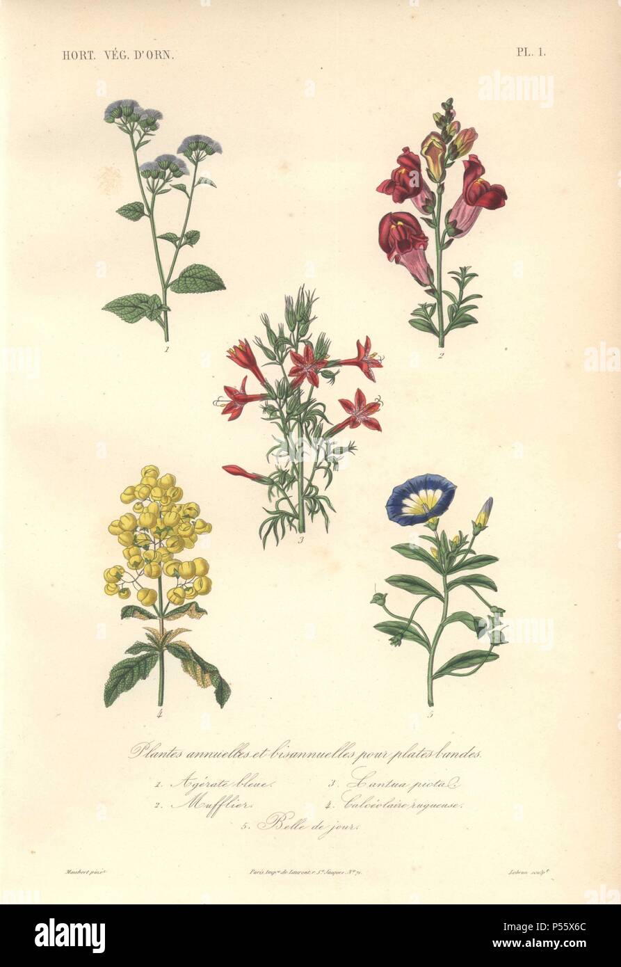 Annual and biannuals including blue flossflower (Ageratum houstonianum), snapdragon (Antirrhinum majus), scarlet Cantuta (Cantua buxifolia), yellow ladies purse (Calceolaria), and dwarf morning glory (Convolvulus tricolor).. Plantes annuelles et biannuelles: 1) Agerate bleu 2) Mufflier 3) Cantua picta 4) Calceolaire sugueuse 5) Belle de jour. . Handcolored lithograph drawn by Edouard Maubert from Herincq's 'Le Regne Vegetal' 1865. Stock Photo