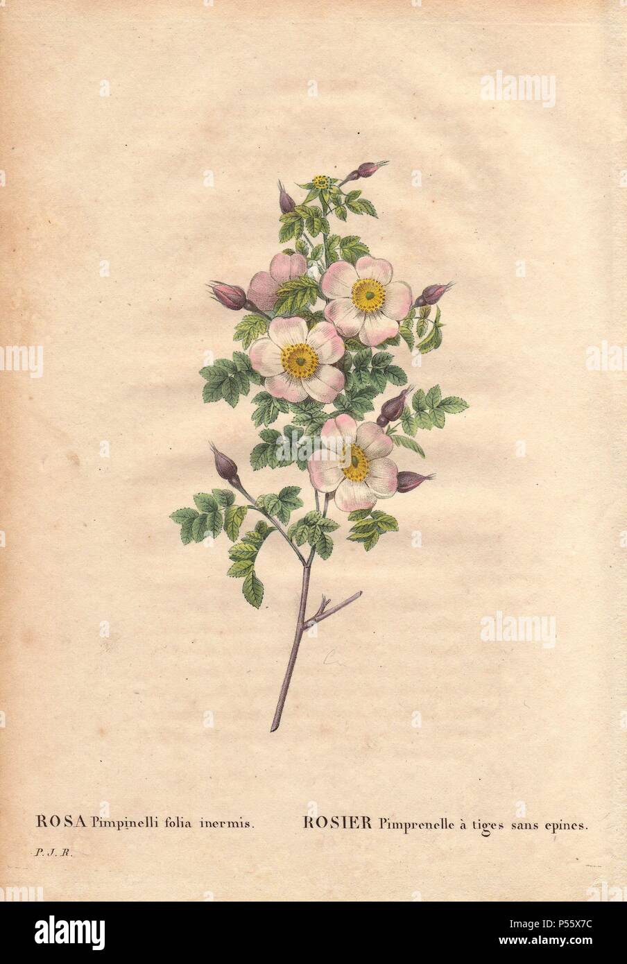 Thornless rose hi-res stock photography and images - Alamy