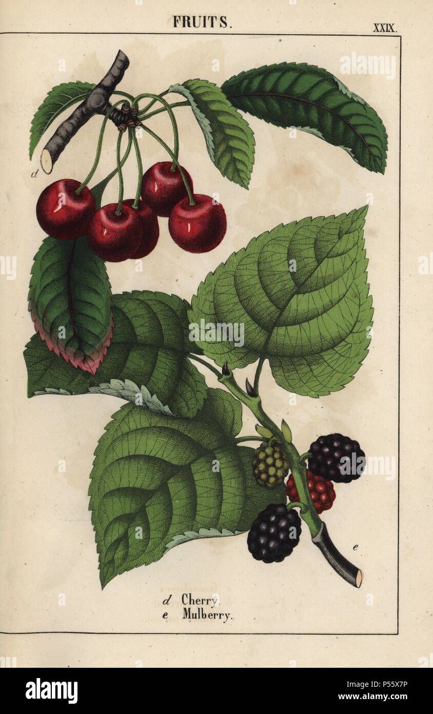 Red cherries and mulberry fruit. . Chromolithograph from 'The Instructive Picturebook, or Lessons from the Vegetable World,' [Charlotte Mary Yonge], Edinburgh, 1858. Stock Photo