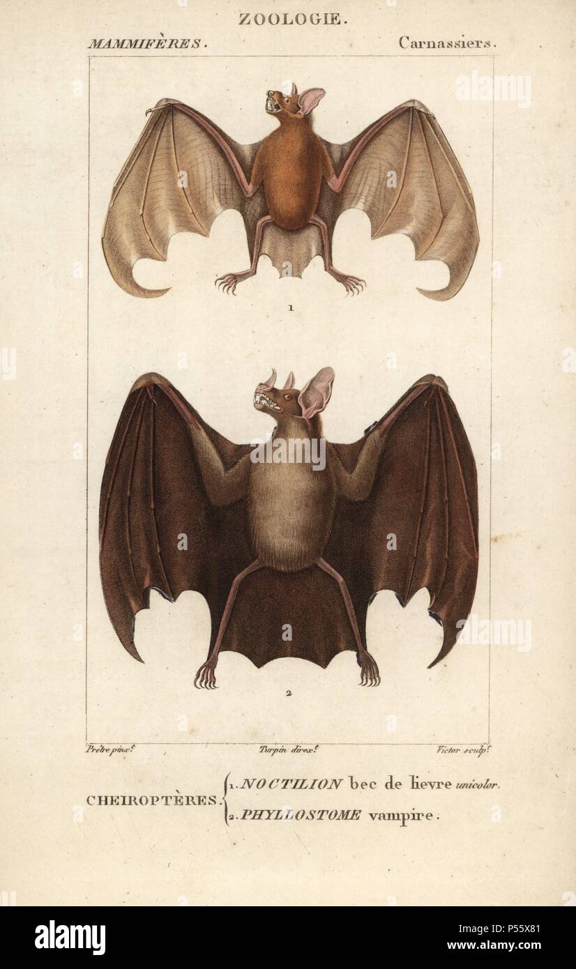 Greater bulldog bat or fisherman bat, Noctilio leporinus, and greater spear-nosed bat, Phyllostomus hastatus. Handcoloured copperplate stipple engraving from Frederic Cuvier's 'Dictionary of Natural Science: Mammals,' Paris, France, 1816. Illustration by J. G. Pretre, engraved by Victor, directed by Pierre Jean-Francois Turpin, and published by F.G. Levrault. Jean Gabriel Pretre (17801845) was painter of natural history at Empress Josephine's zoo and later became artist to the Museum of Natural History. Turpin (1775-1840) is considered one of the greatest French botanical illustrators of the  Stock Photo