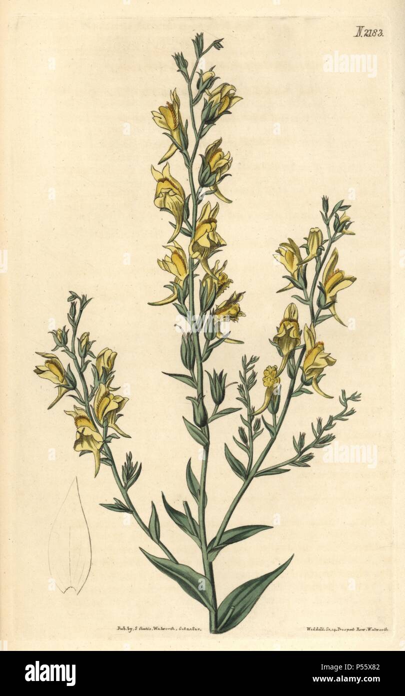 Tall broom-like toad flax, Linaria genistifolia var. procera. Handcoloured copperplate engraving drawn by John Curtis and engraved by Weddell from 'Curtis's Botanical Magazine'1820, Samuel Curtis, Walworth, London. Stock Photo