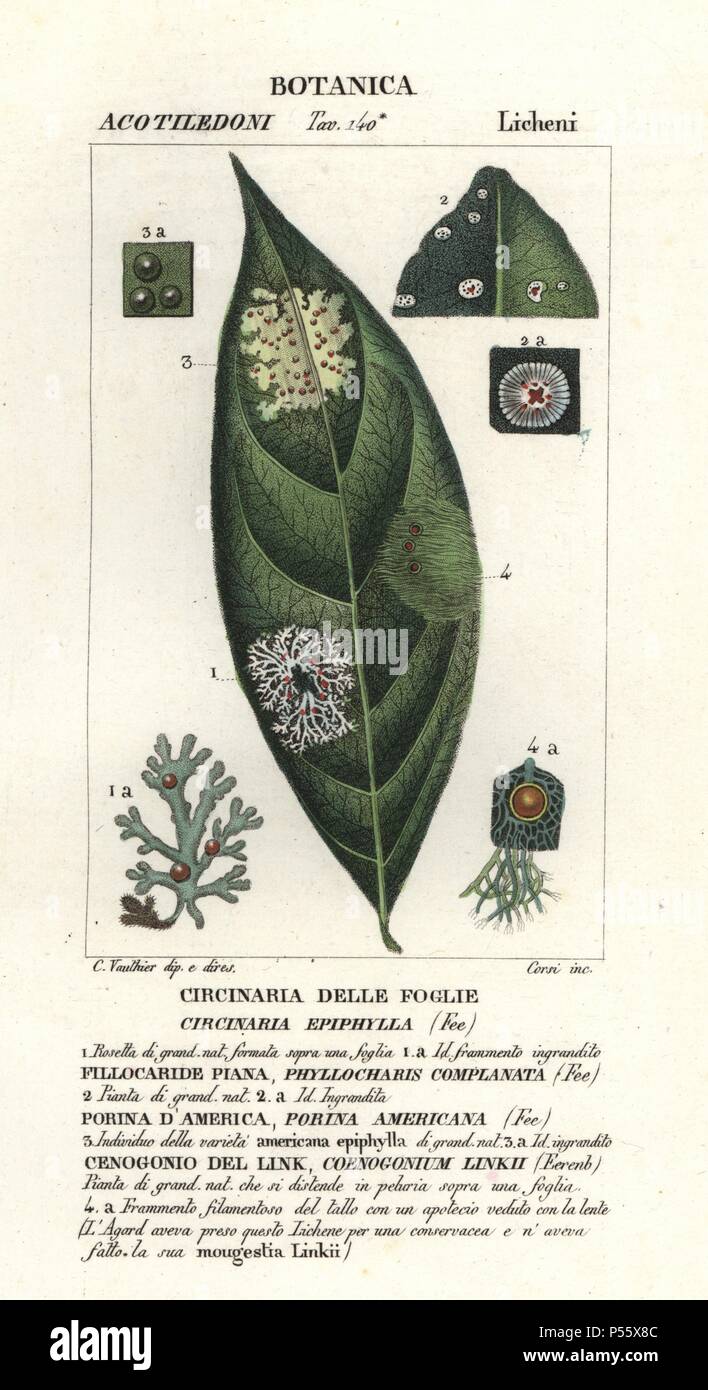Leaf fungi, Circinaria epiphylla. Handcoloured copperplate stipple engraving from Antoine Jussieu's 'Dictionary of Natural Science,' Florence, Italy, 1837. Illustration by C. Vaulthier, engraved by Corsi, directed by Vaulthier, and published by Batelli e Figli. Stock Photo