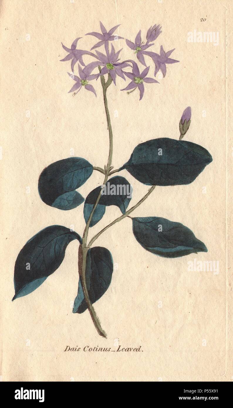 Cotinus-leaved dais, Dais cotinifolia, with delicate pale lilac flowers. Shrub from the Cape, South Africa.. Illustration by Henrietta Moriarty from 'Fifty Plates of Greenhouse Plants' (1807), a re-issue of her own 'Viridarium' (1806), with handcoloured copperplate engravings. Moriarty was a colonel's widow who turned to writing novels and illustrating botanical books to support her four children. Stock Photo
