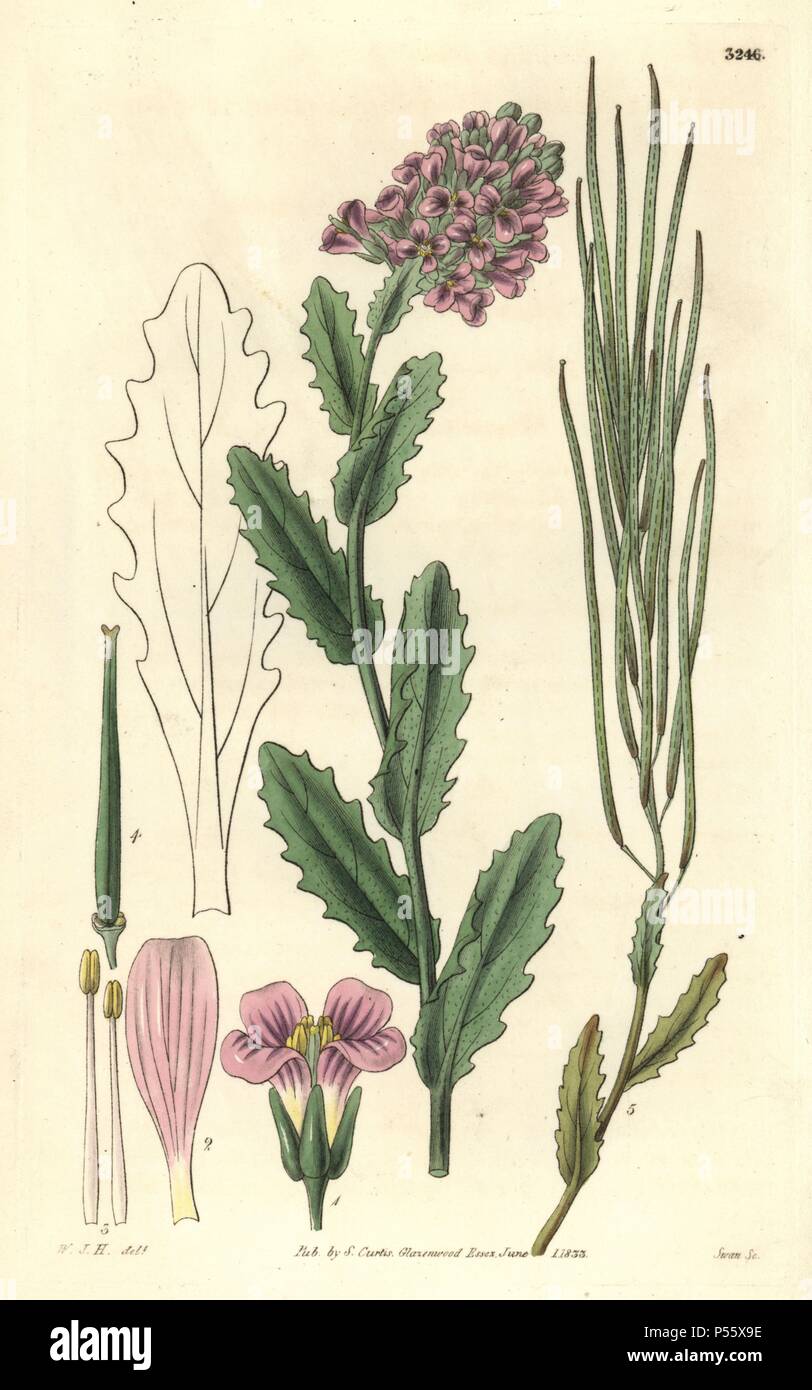 Rose-coloured rock-cress, Arabis rosea. Illustration drawn by William Jackson Hooker, engraved by Swan. Handcolored copperplate engraving from William Curtis's 'The Botanical Magazine,' Samuel Curtis, 1833. Hooker (1785-1865) was an English botanist, writer and artist. He was Regius Professor of Botany at Glasgow University, and editor of Curtis' 'Botanical Magazine' from 1827 to 1865. In 1841, he was appointed director of the Royal Botanic Gardens at Kew, and was succeeded by his son Joseph Dalton. Hooker documented the fern and orchid crazes that shook England in the mid-19th century in book Stock Photo