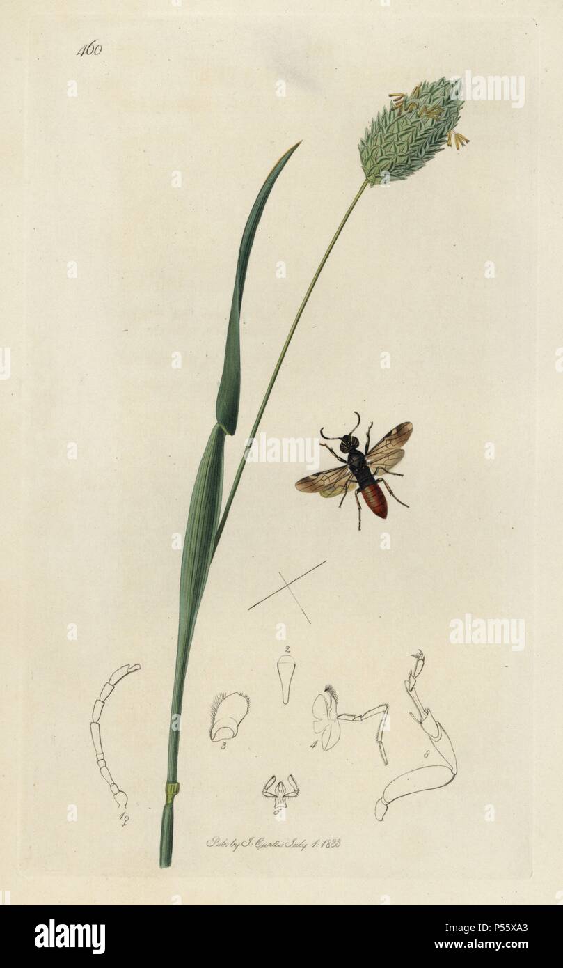 Oryssus coronatus, Oryssus abietinus wood-wasp, and manured canary-grass, Phalaris canariensis. European species not seen in the UK since the 19th century. Handcoloured copperplate drawn and engraved by John Curtis for his own 'British Entomology, being Illustrations and Descriptions of the Genera of Insects found in Great Britain and Ireland,' London, 1834. Curtis (1791 –1862) was an entomologist, illustrator, engraver and publisher. 'British Entomology' was published from 1824 to 1839, and comprised 770 illustrations of insects and the plants upon which they are found. Stock Photo