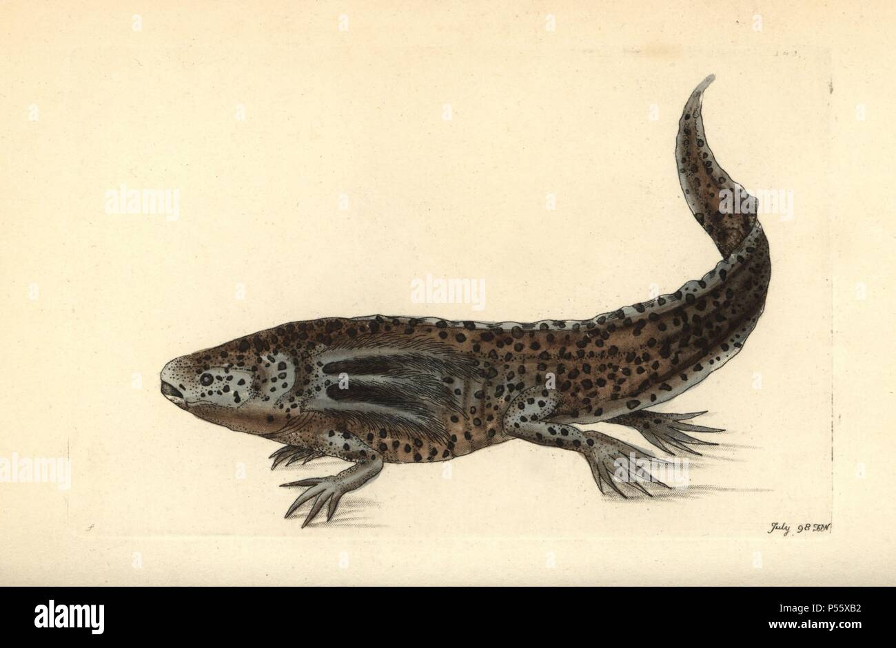 Mole salamander or wooper looper, Ambystoma mexicanum. Critically endangered. Handcolored copperplate engraving by Frederick Polydore Nodder from an illustration by George Shaw from George Shaw and Frederick Nodder's 'Naturalist's Miscellany,' London, 1798. Stock Photo